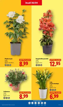 LIDL - Prévisualisation de Pivoine en pot, L'unité Ø 18 cm Hauteur: 50 à 100 cm valide à partir de 30.04.2026 | Page: 27