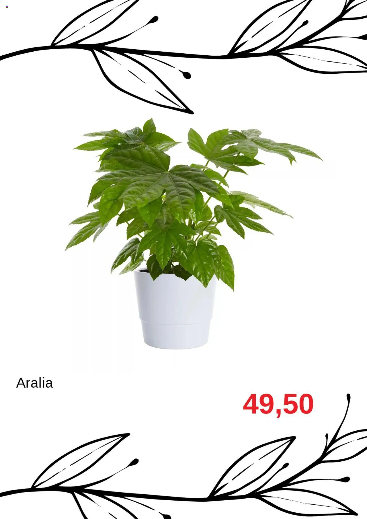 Blomsterlandet reklamblad aktuell från 11.08.2025 | Sida: 7