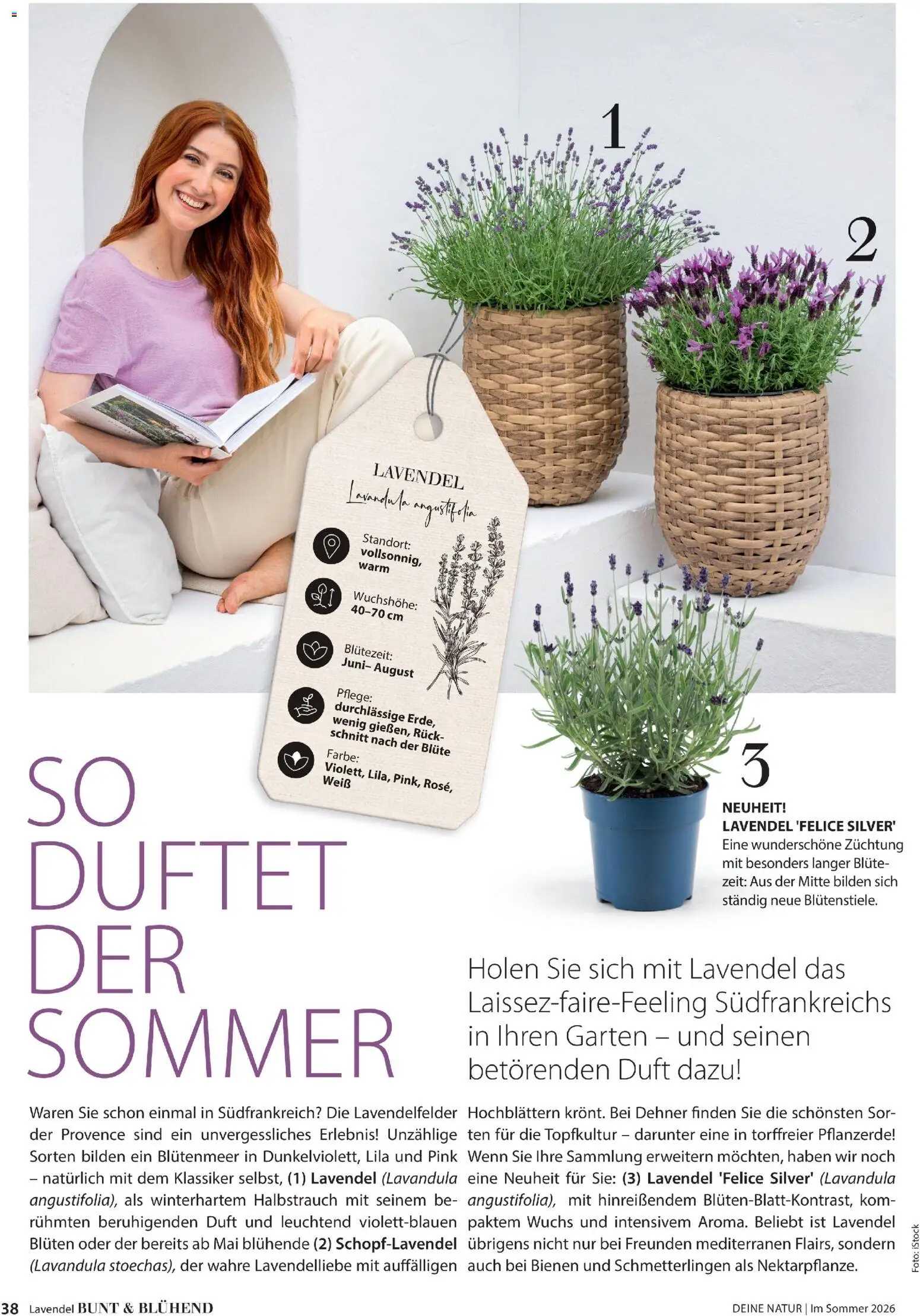 Dehner Prospekt 	 – gültig ab 17.04.2026 | Seite: 38 | Produkte: Pflanzerde, Duft, Lavendel