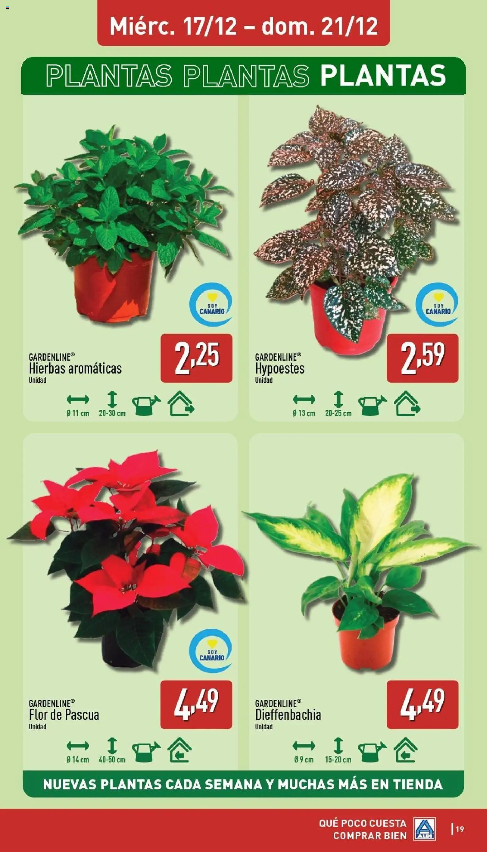 Aldi folleto Canarias │ válido desde el 15.12.2025 | Página: 19