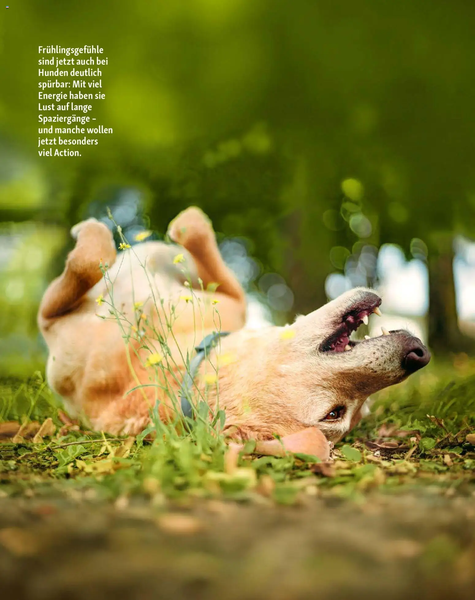 Fressnapf Friends Magazin – gültig ab 02.03.2026 | Seite: 12