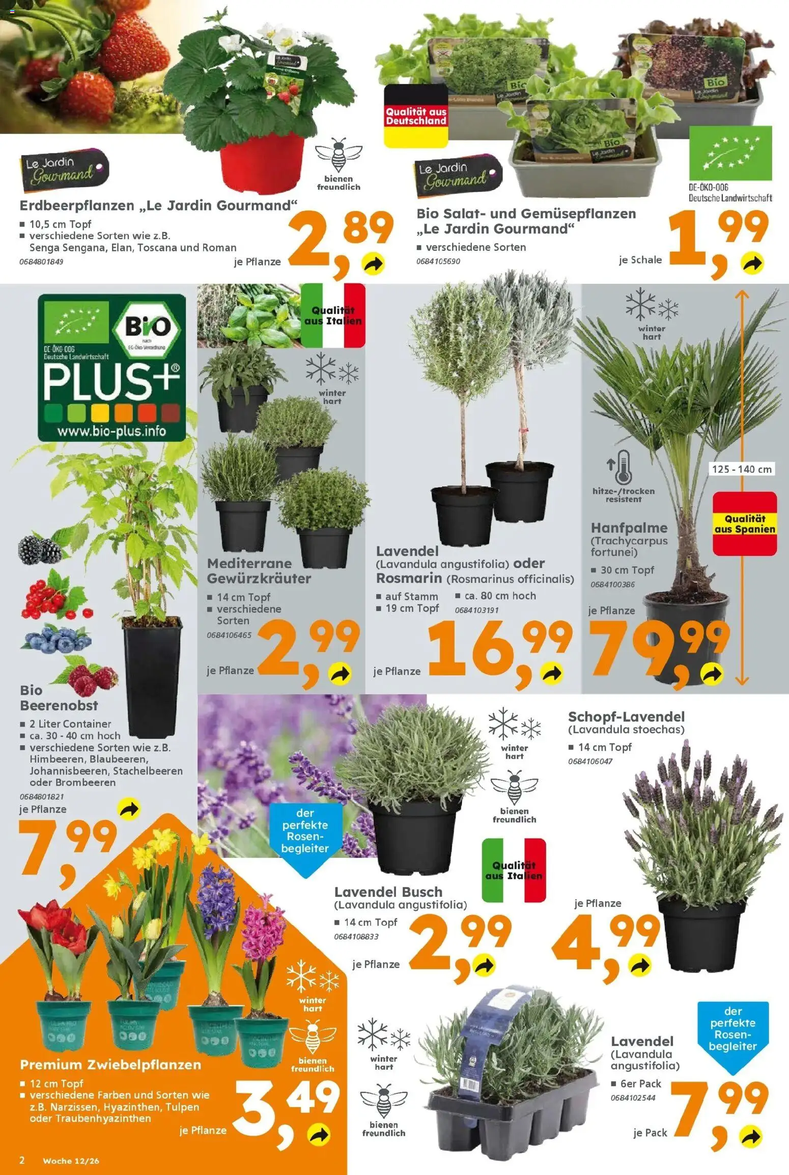 Globus Baumarkt Prospekt Lahnstein	 – gültig ab 16.03.2026 | Seite: 2 | Produkte: Lavendel, Salat