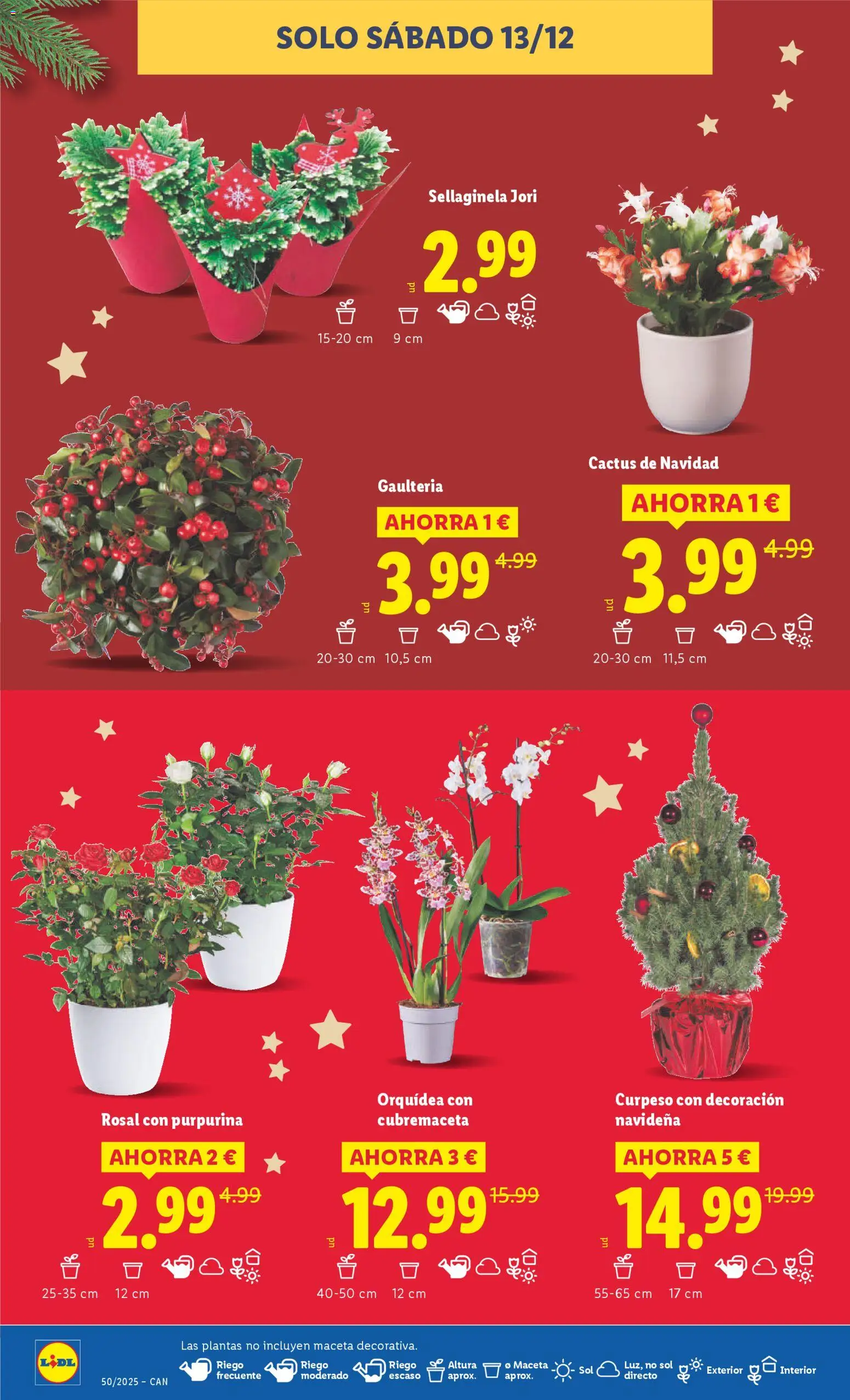 Lidl - Canarias │ válido desde el 08.12.2025 | Página: 46 | Productos: Maceta