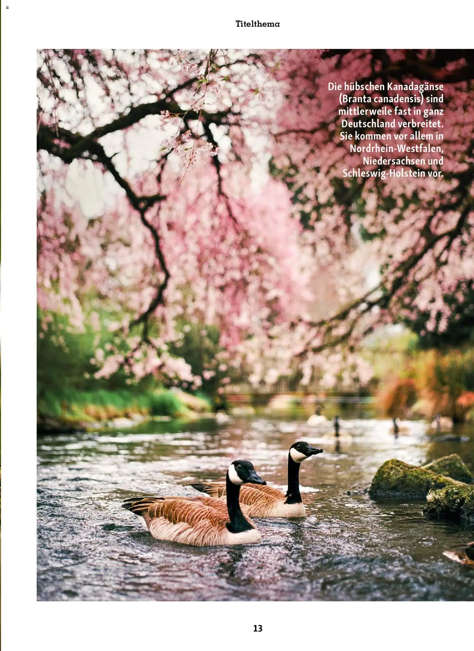 Fressnapf Friends Magazin – gültig ab 02.03.2026 | Seite: 13