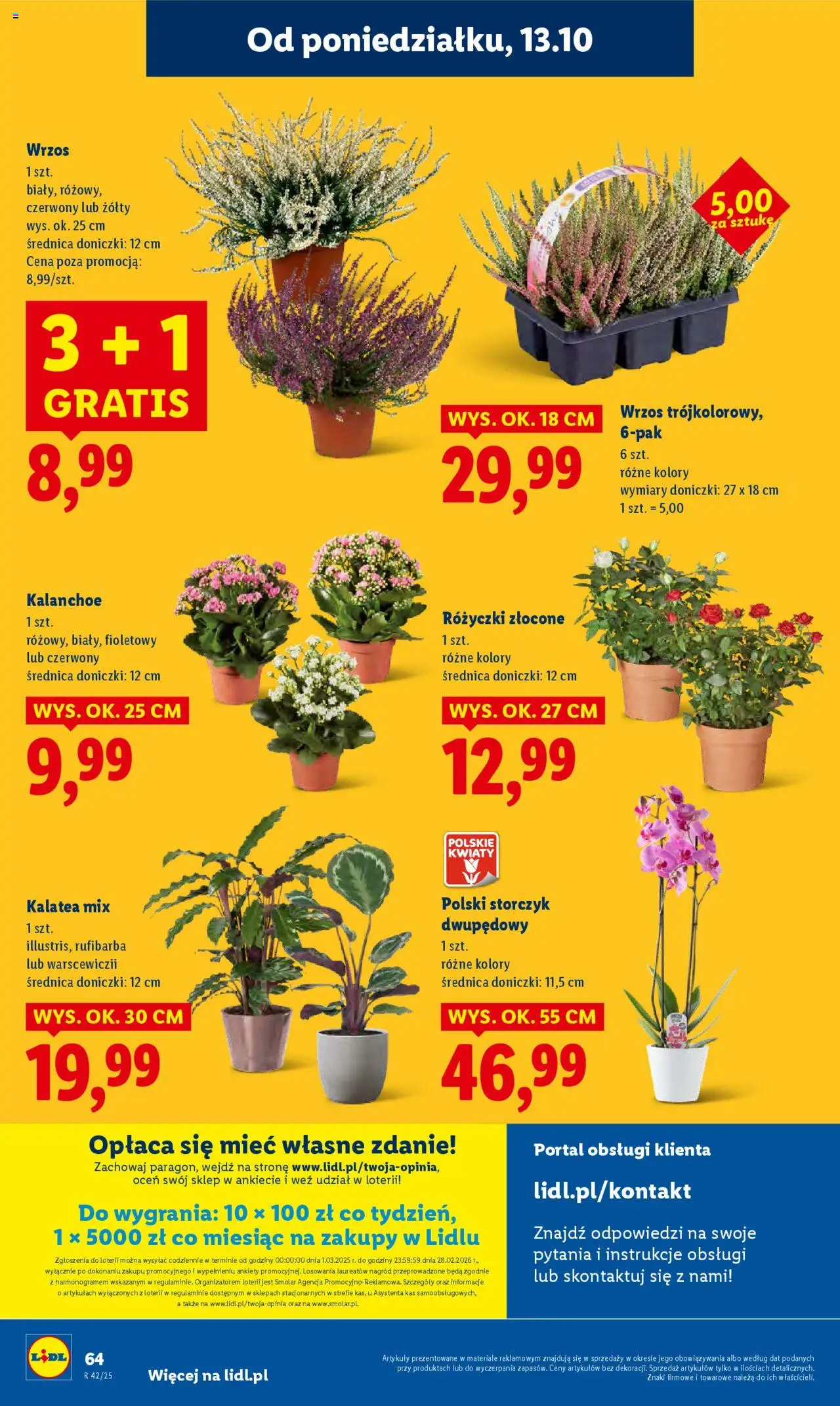 Lidl Gazetka od 13.10.2025 | Strona: 64 | Produkty: Kalatea, Wrzos, Kalanchoe, Storczyk