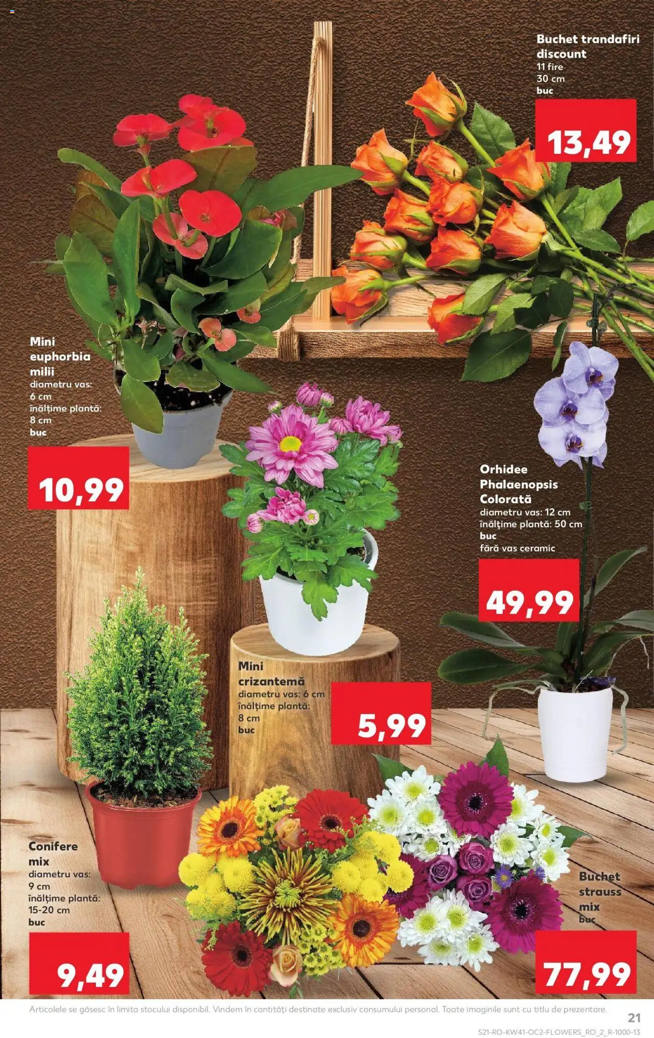 Noul catalog Kaufland – valabil de la 08.10.2025 | Pagină: 21 | Produse: Orhidee