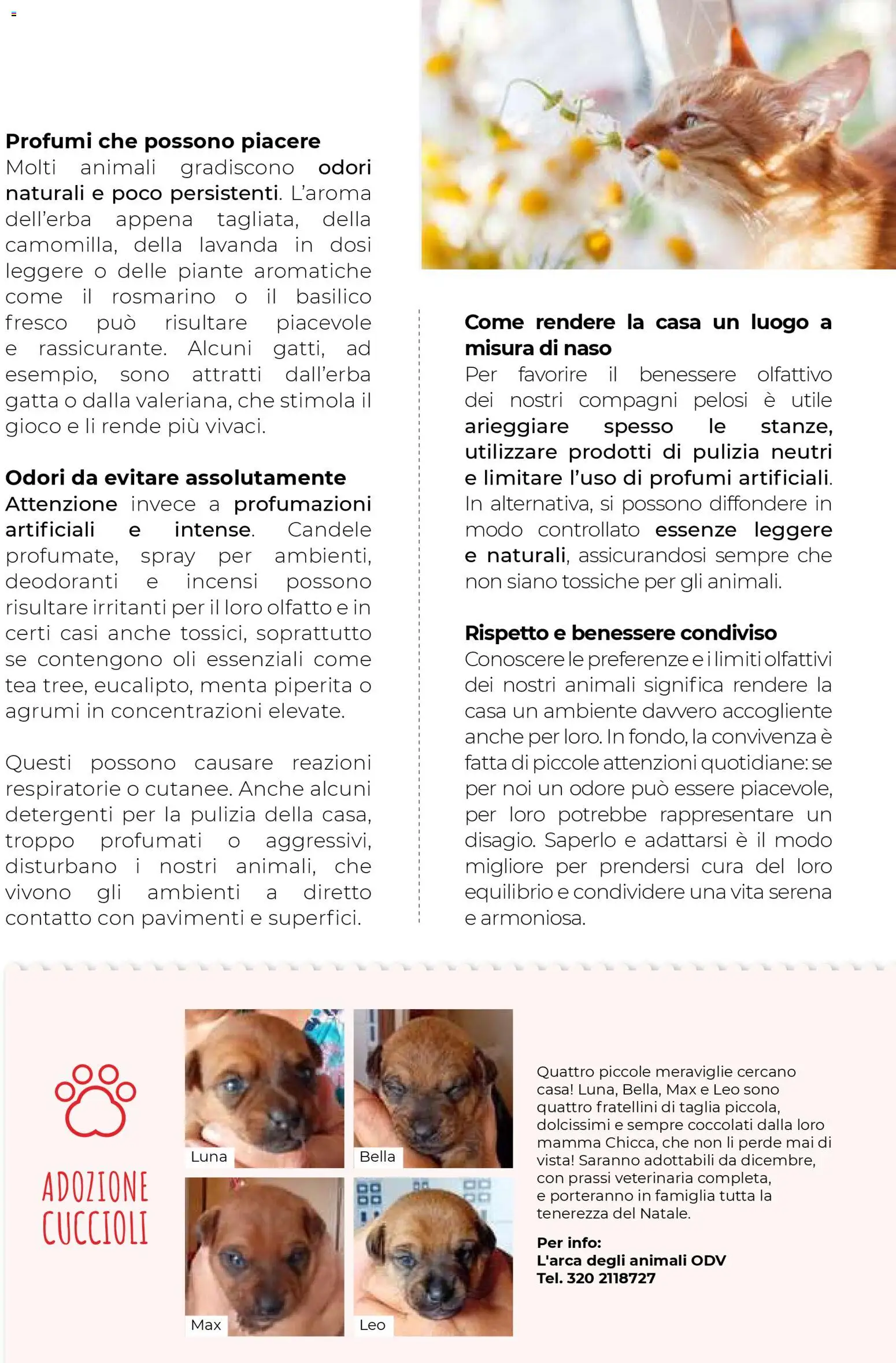 Volantino Gulliver del 31.10.2025 | Pagina: 89 | Prodotti: Rosmarino, Agrumi, Gioco, Lavanda