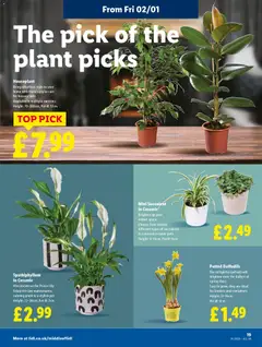 Preview of Lidl - Lidl Weekly valid from 31.12.2025 | Page: 19