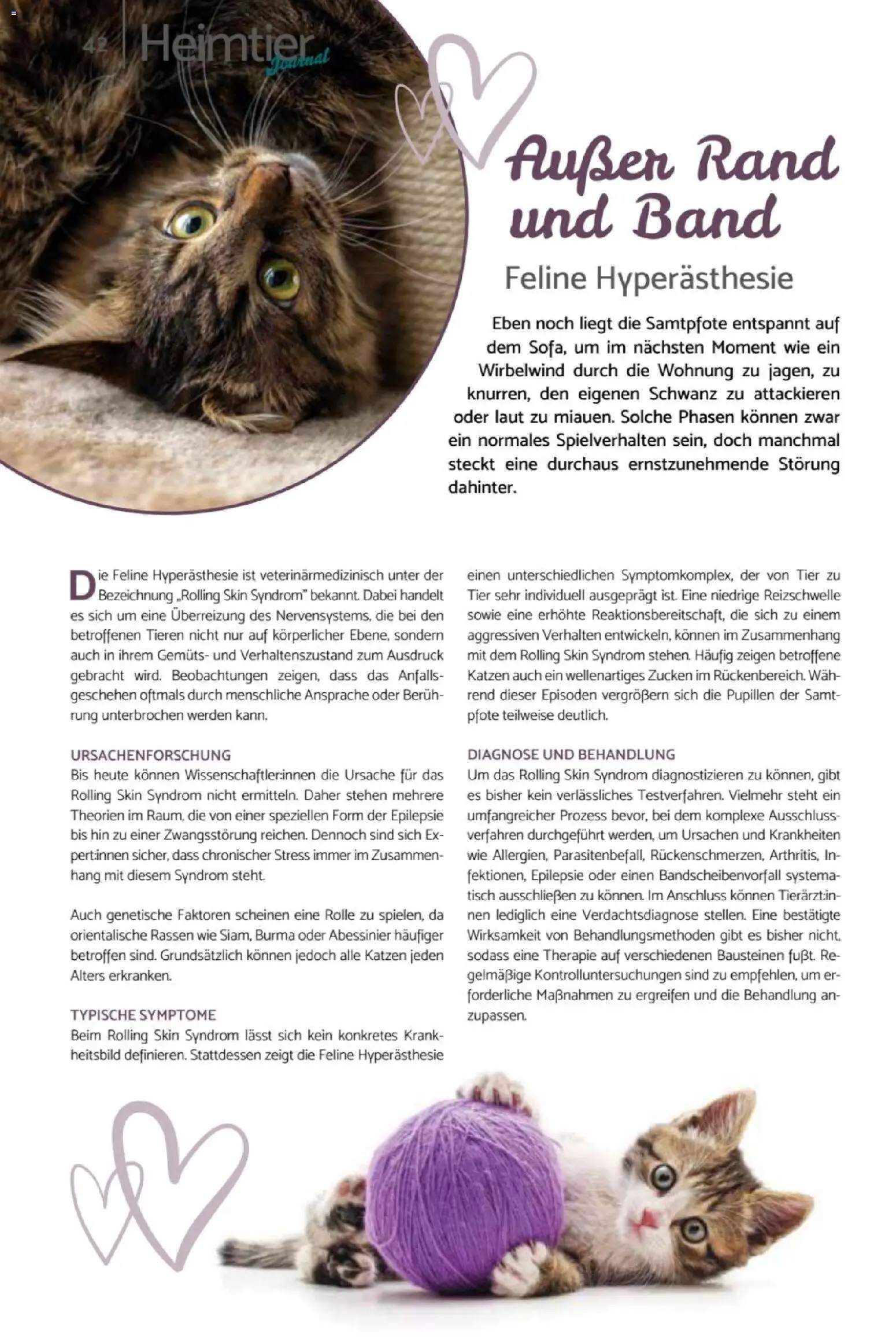 zookauf  Heimtier Journal – gültig ab 01.02.2026 | Seite: 42 | Produkte: Tisch