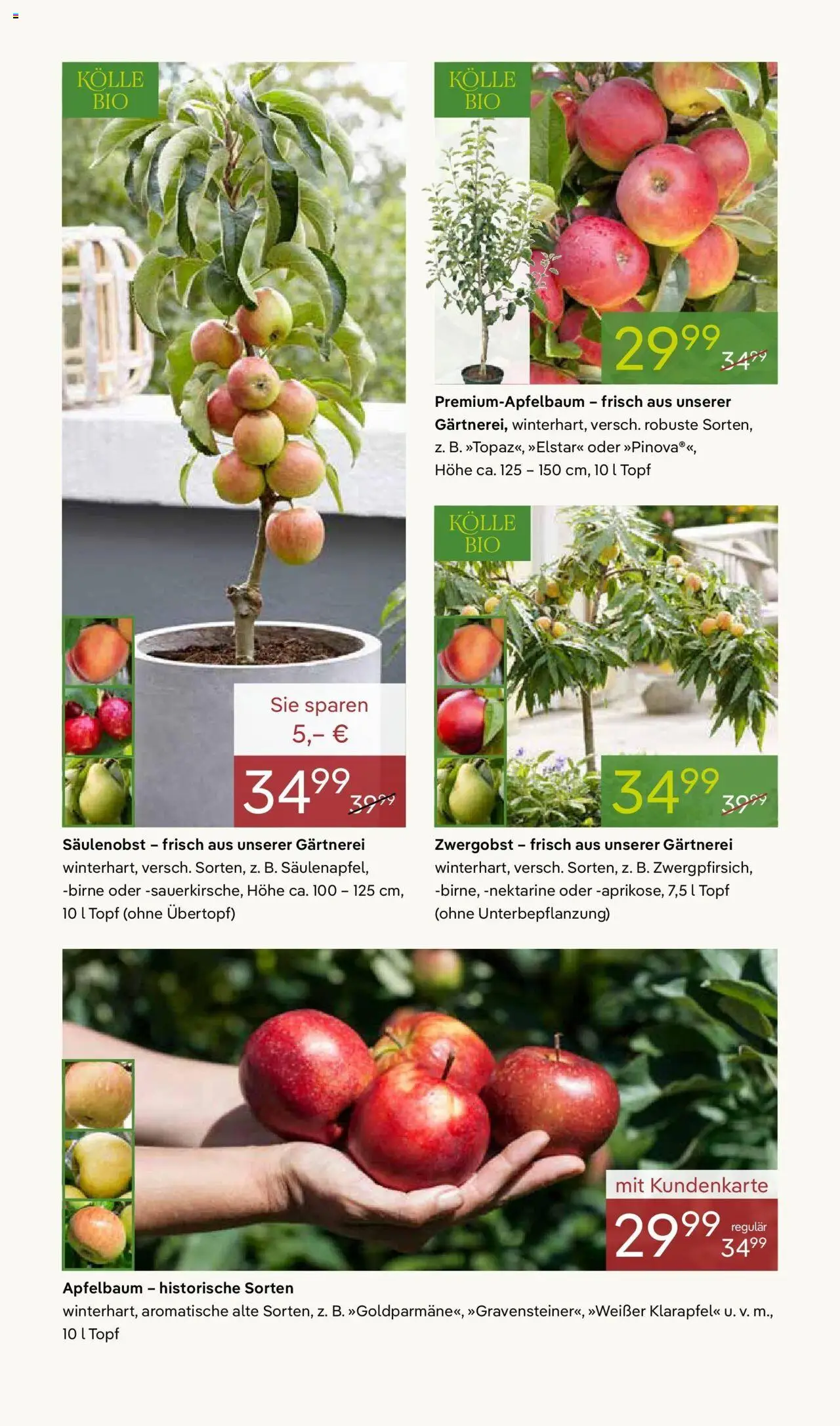 Pflanzen-Kölle Prospekt 	 – gültig ab 06.10.2025 | Seite: 4 | Produkte: Nektarine, Birne