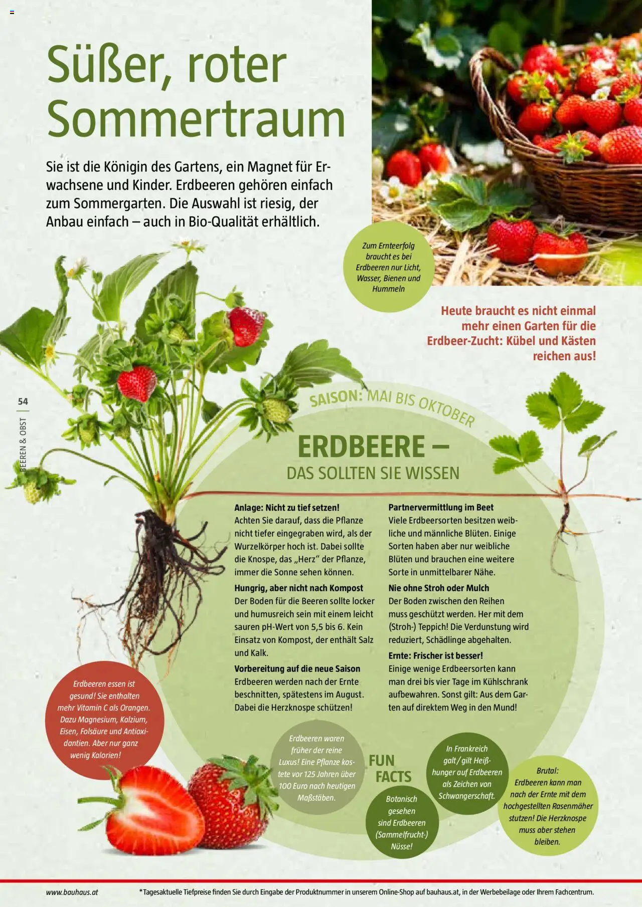 Bauhaus Reiche Ernte Magazin 2025 gültig ab 01.07.2025 | Seite: 54 | Produkte: Erdbeeren, Salz, Rasenmäher, Teppich