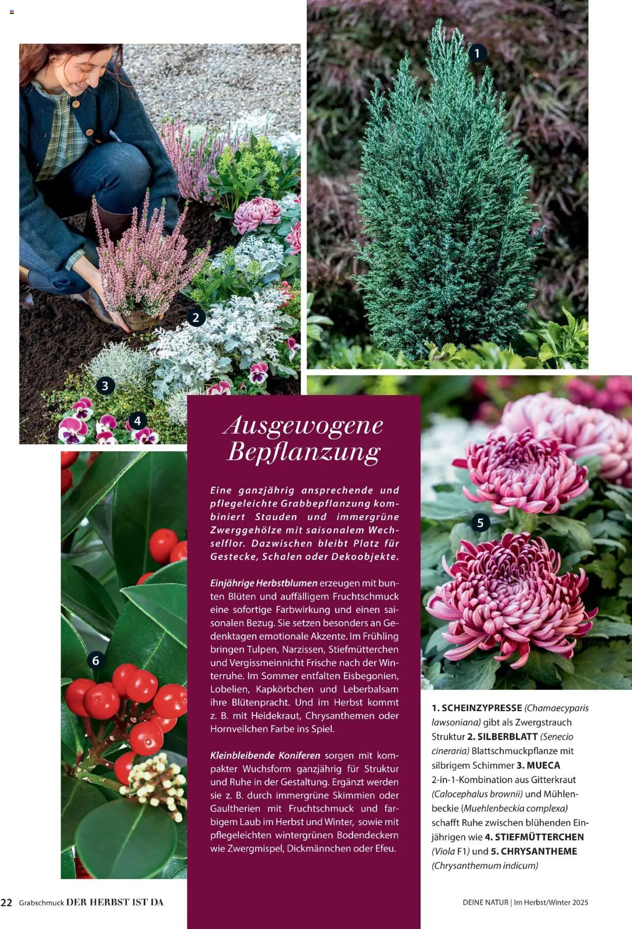 Dehner Prospekt Deine Natur – gültig ab 09.10.2025 | Seite: 22 | Produkte: Stiefmutterchen