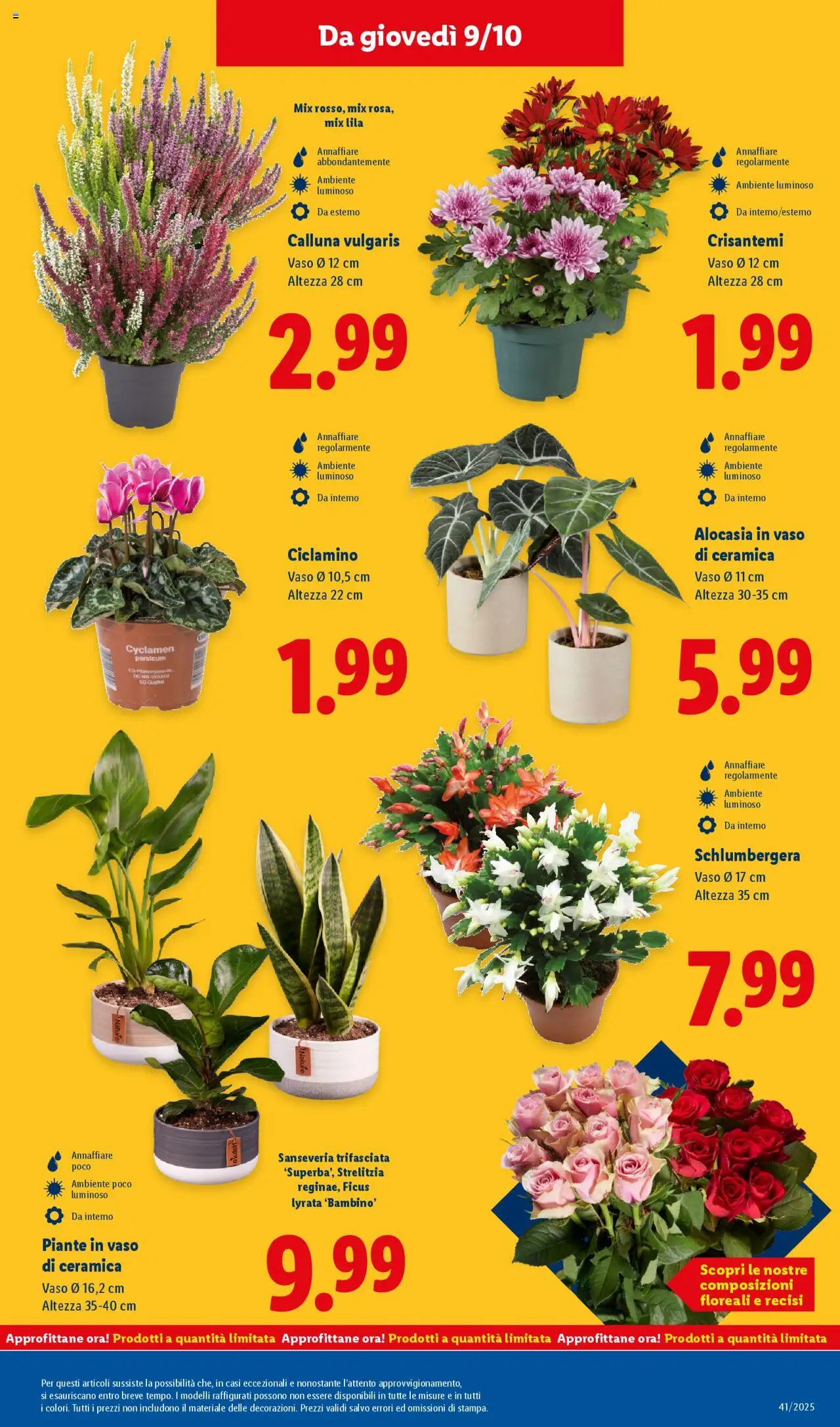 Volantino Lidl del 06.10.2025 | Pagina: 45 | Prodotti: Crisantemi, Vaso
