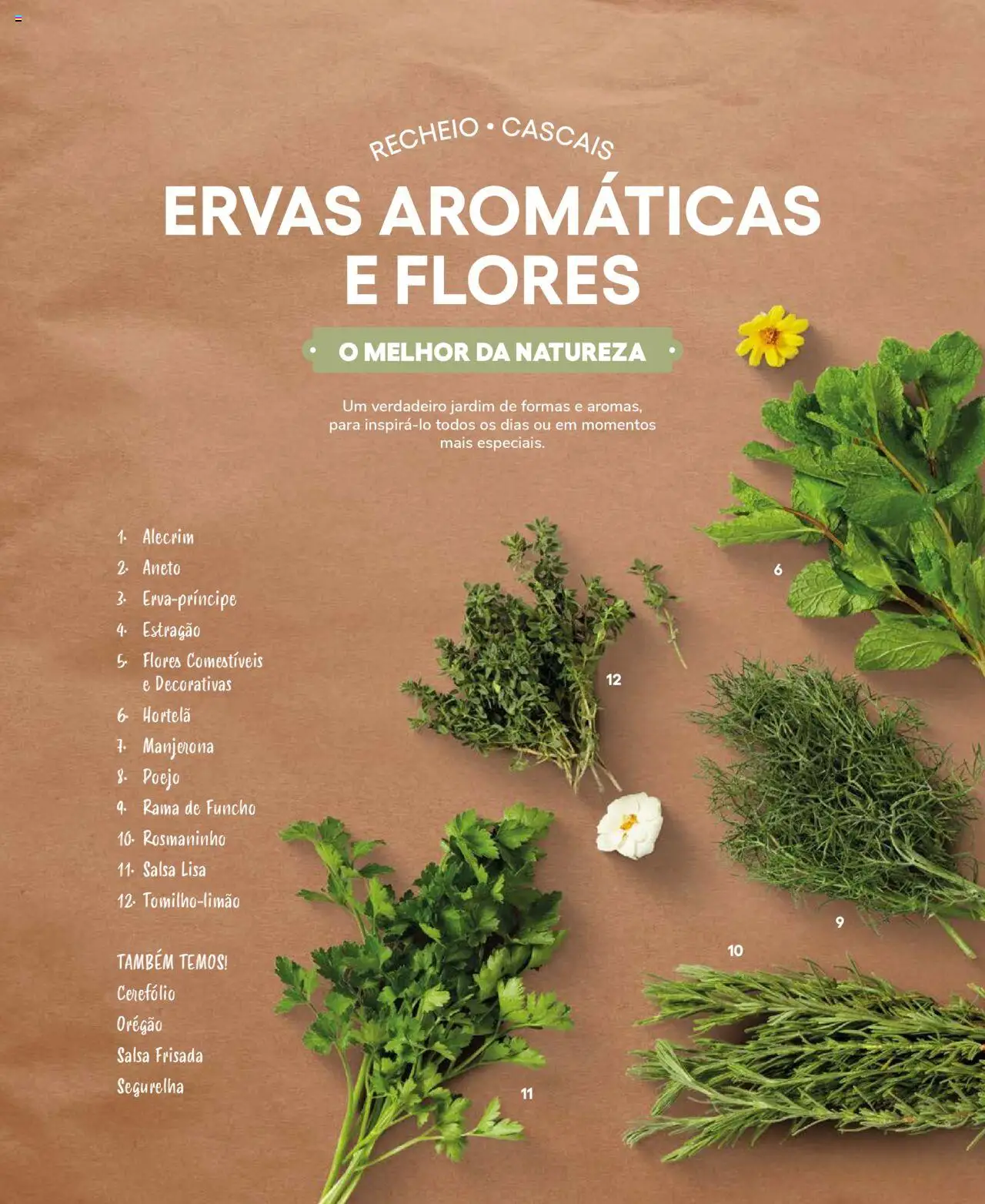 Recheio Frutas e Legumes │ válido de 19.09.2024 | Página: 60 | Produtos: Flores, Hortelã