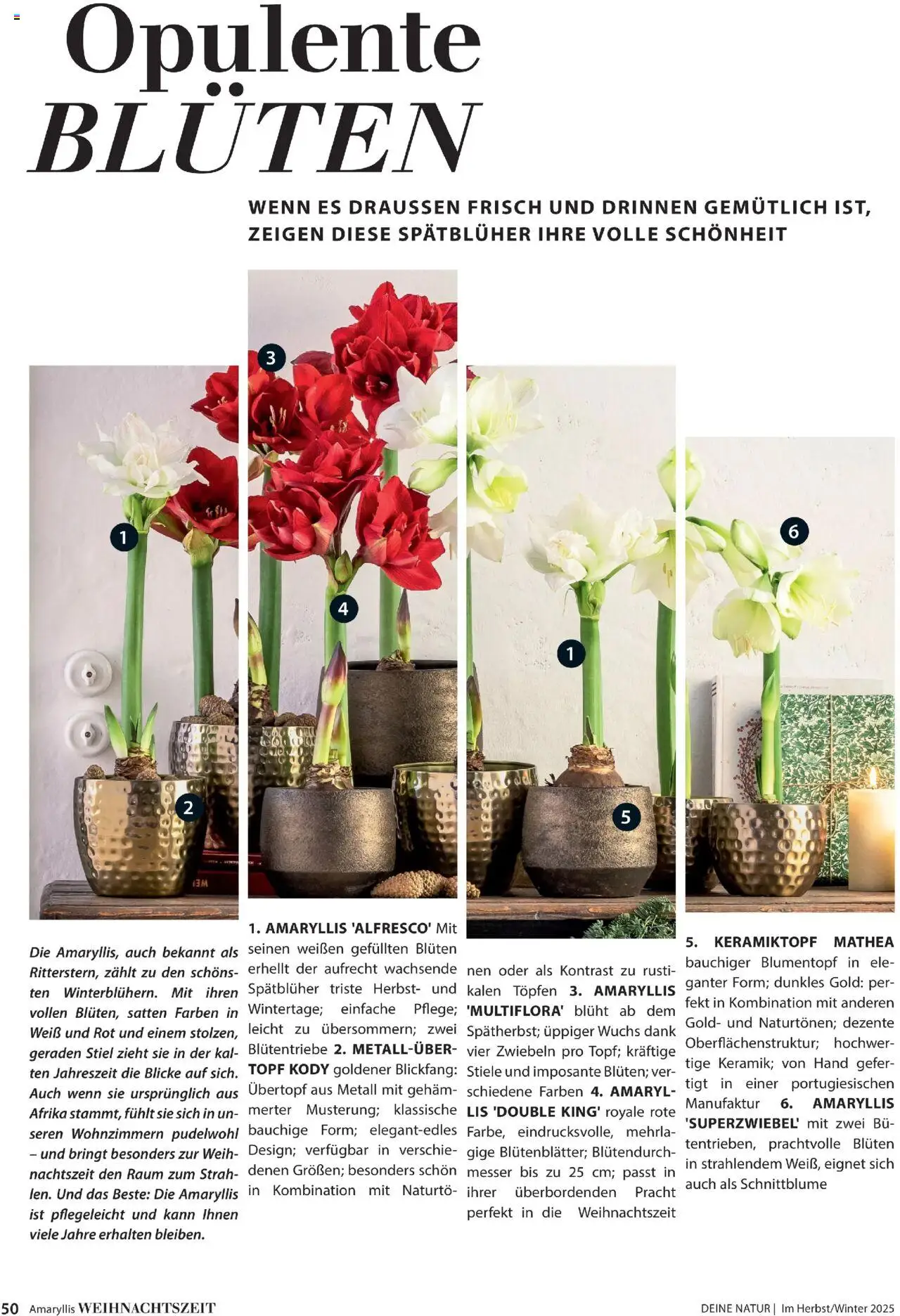 Dehner  Flugblatt gültig ab 10.10.2025 | Seite: 50 | Produkte: Zwiebeln, Blumentopf