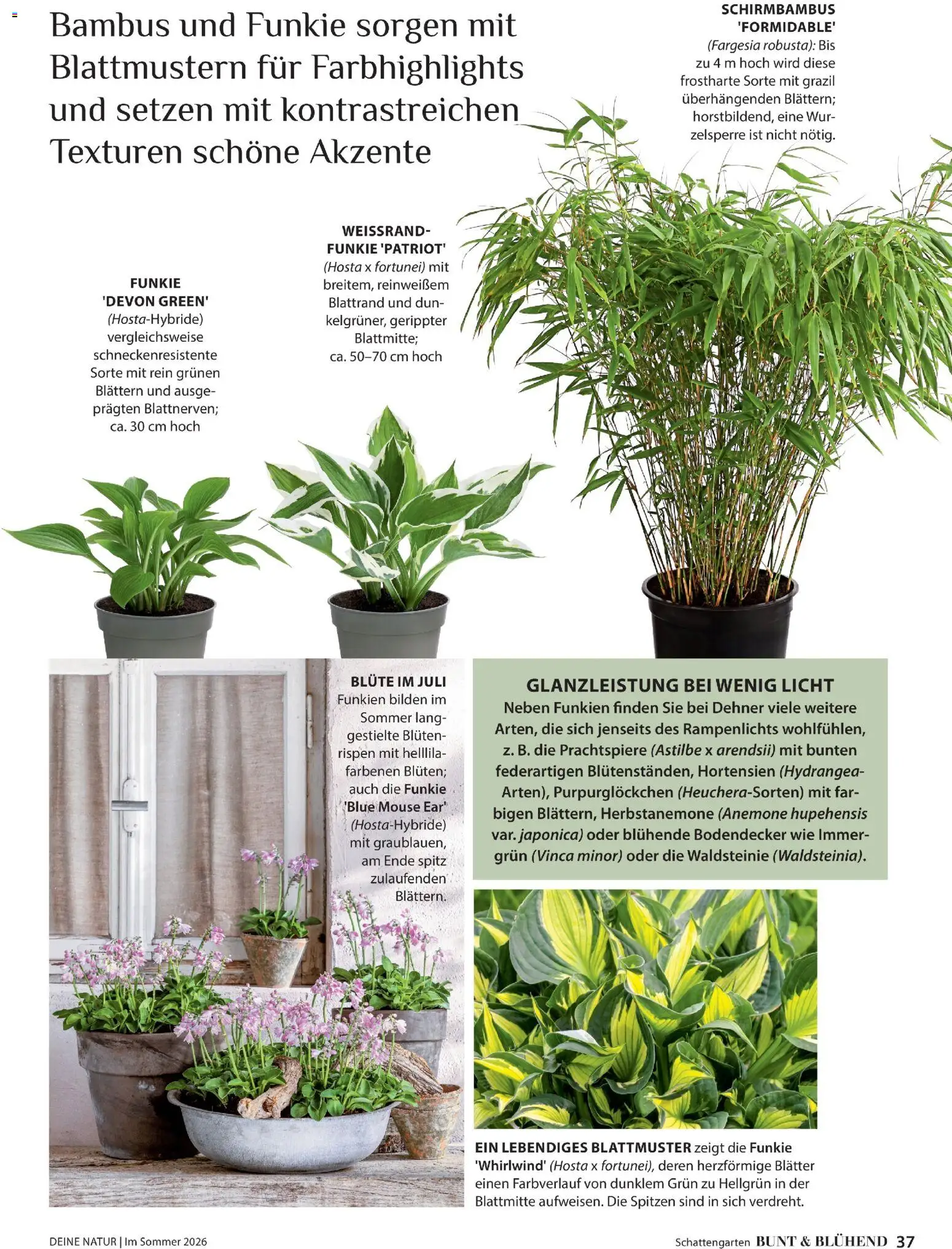 Dehner Flugblatt gültig ab 01.05.2026 | Seite: 37