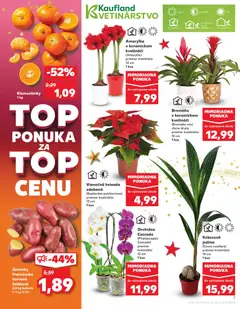 Kaufland leták platný od 18.12.2025 | Strana: 7 | Produkty: Zemiaky, Orchidea