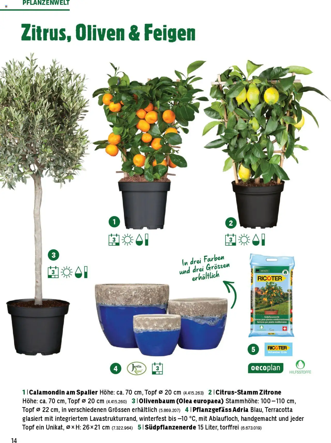 Jumbo Aktionen Dein Garten 2025 ab 21.02.2025 | Seite: 14 | Produkte: Zitrone