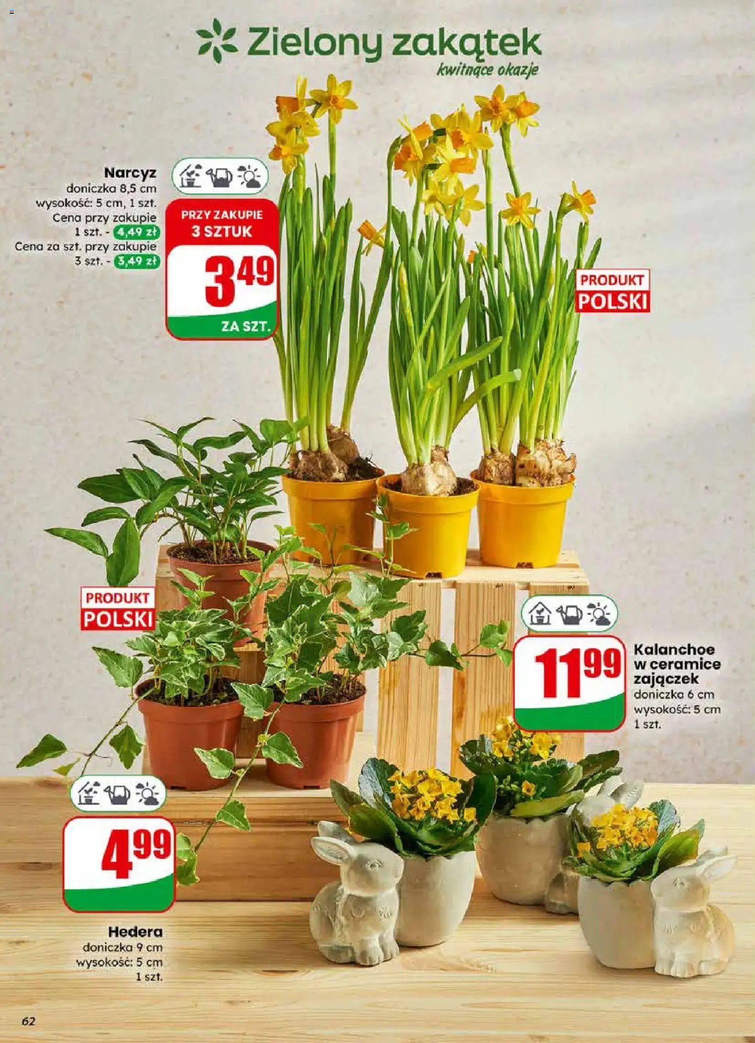 Dino gazetka od 01.04.2026 | Strona: 62 | Produkty: Doniczka, Kalanchoe