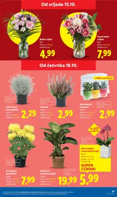 Mini orhideja (u keramičkoj tegli), Komad, Visina: cca 25 cm, Promjer: cca 6 cm, Različite boje, S LED rasvjetom - Pregled kataloga iz trgovine Lidl, vrijedi od 13.10.2025 | Stranica: 57 | Proizvodi: Orhideja