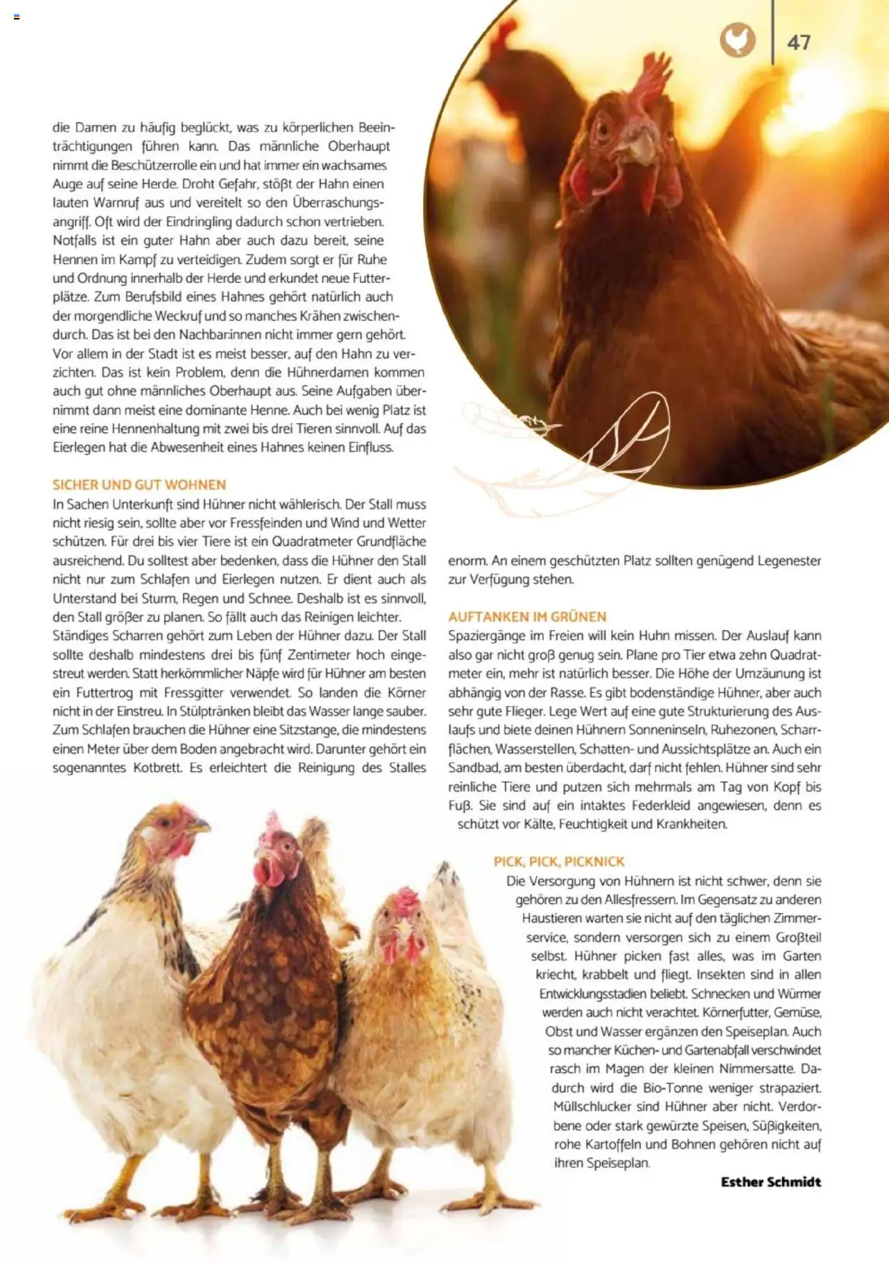 zookauf  Heimtier Journal - gültig ab dem 21.07.2025 | Seite: 47 | Produkte: Kartoffeln, Wasser, Obst, Kuchen