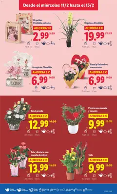 Vista previa Lidl - Canarias válido desde el 09.02.2026 | Página: 47 | Productos: Bolsa, Maceta