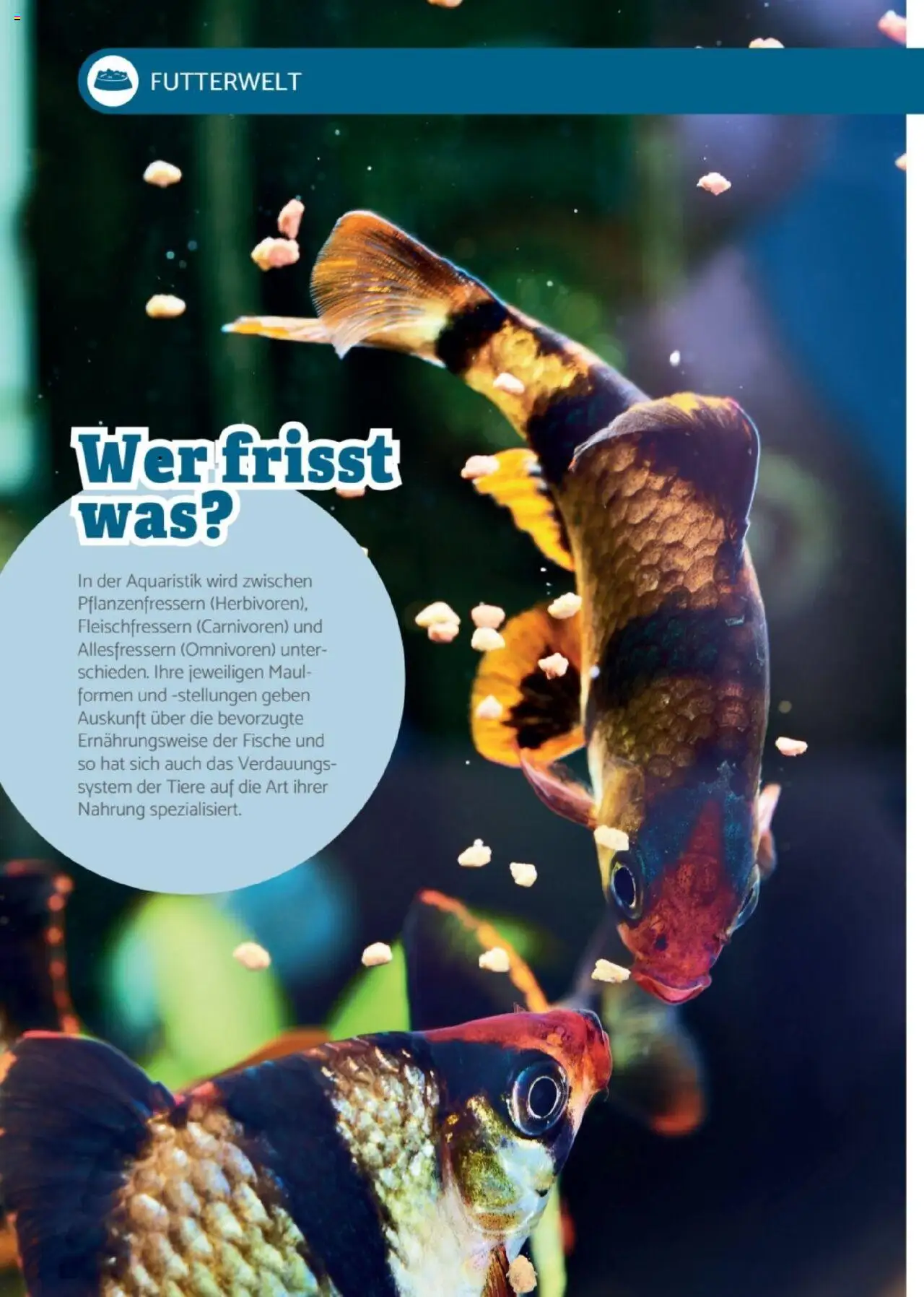zookauf Heimtier Journal Special – gültig ab 01.09.2025 | Seite: 10