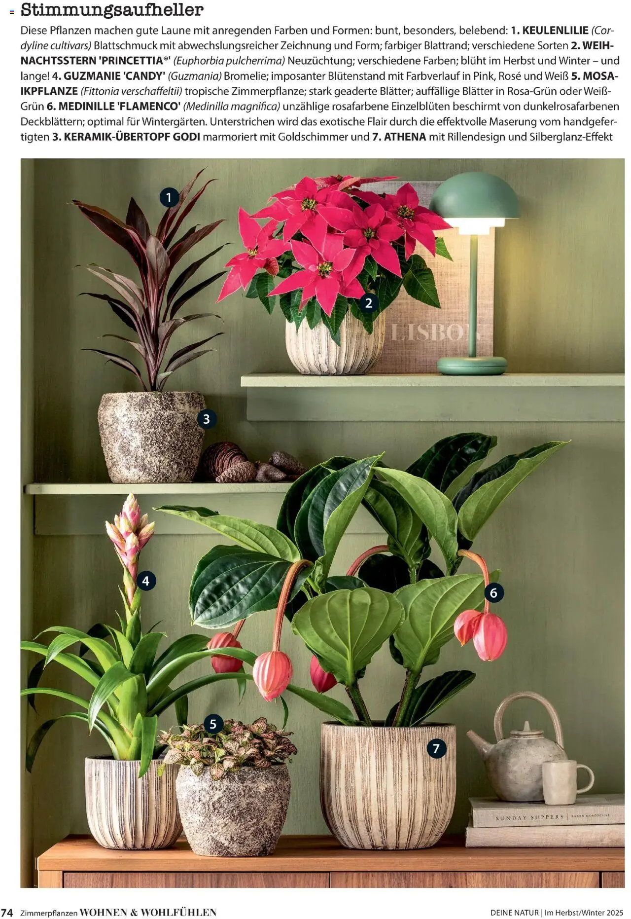 Dehner Prospekt Deine Natur – gültig ab 09.10.2025 | Seite: 74