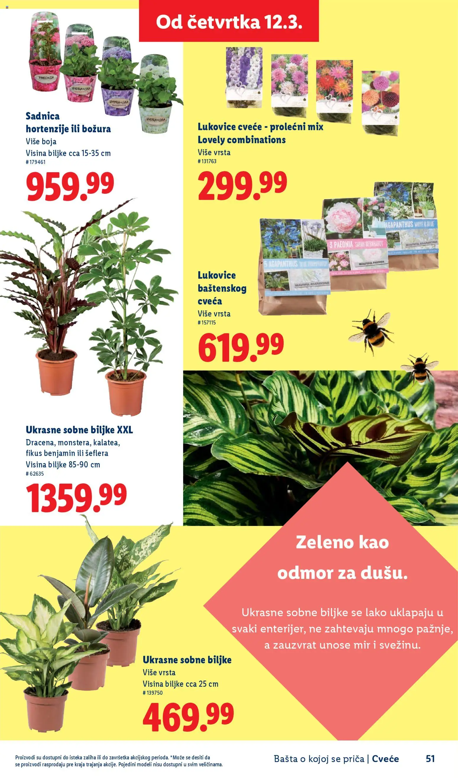 Lidl katalog - važi od 26.02.2026 | Strana: 51 | Proizvode: Sobne biljke, Cvece