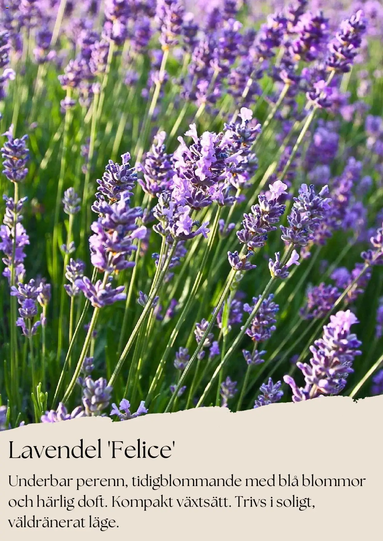 Plantagen reklamblad aktuell från 01.08.2025 | Sida: 2 | Produkter: Lavendel