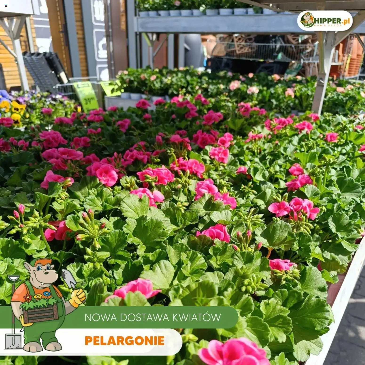 Hipper gazetka od 24.04.2026 | Strona: 5