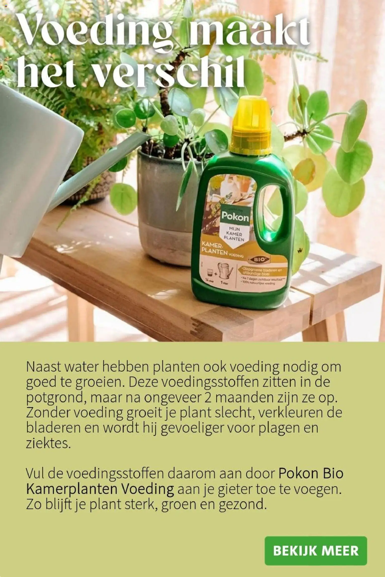 {H1} | Pagina: 4 | Producten: Kamerplanten, Festék