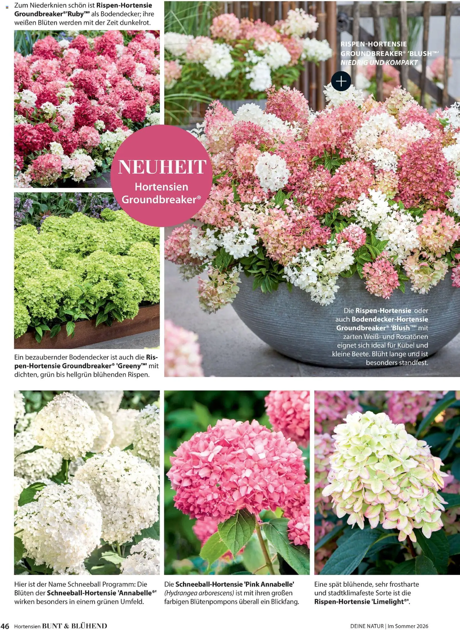 Dehner Flugblatt gültig ab 01.05.2026 | Seite: 46