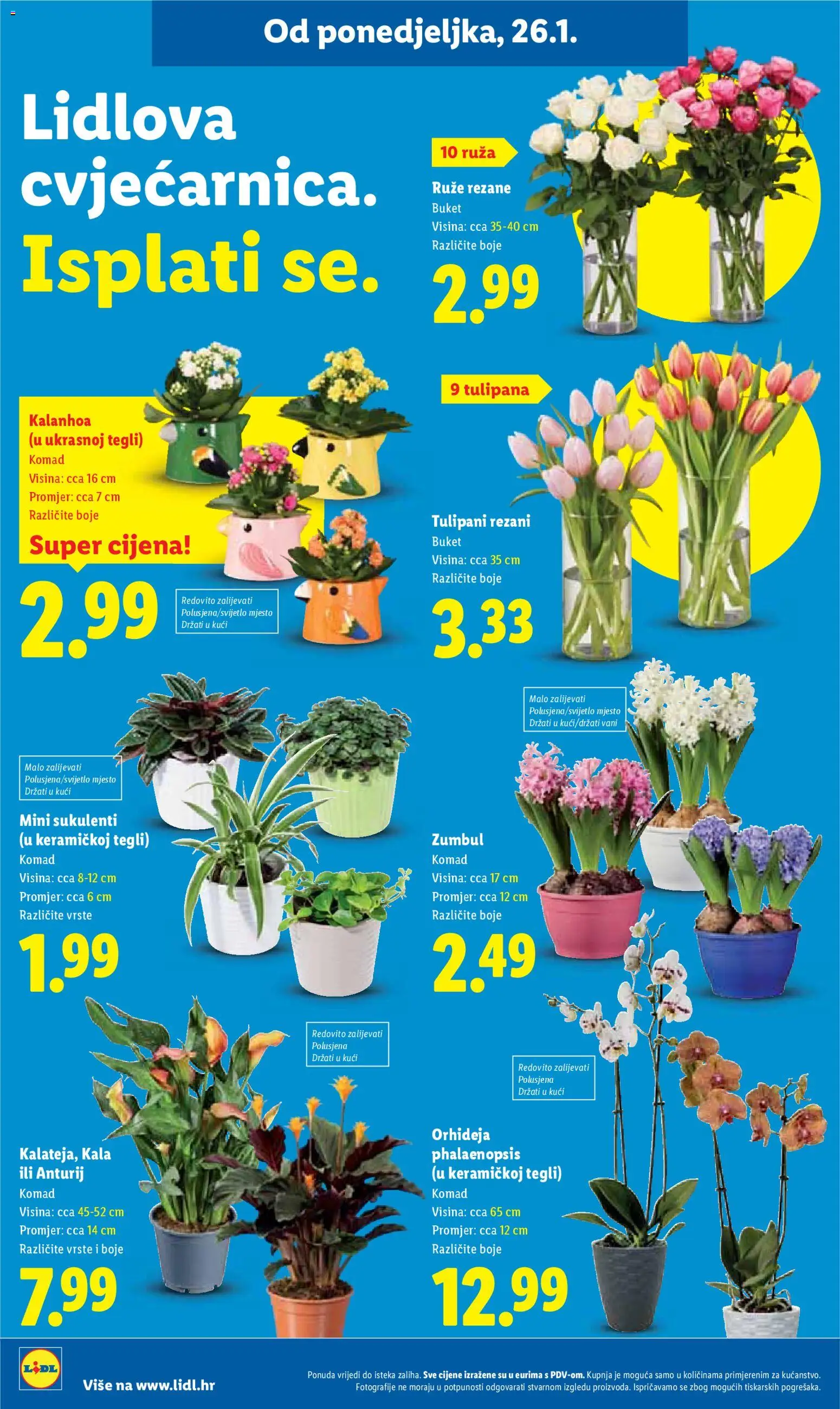Lidl katalog | vrijedi od 26.01.2026 | Stranica: 38 | Proizvodi: Orhideja