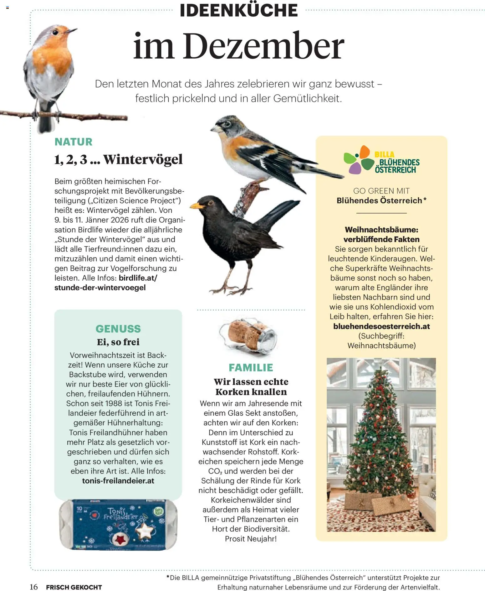 Billa  Frisch Gekocht gültig ab 01.12.2025 | Seite: 16 | Produkte: Eier