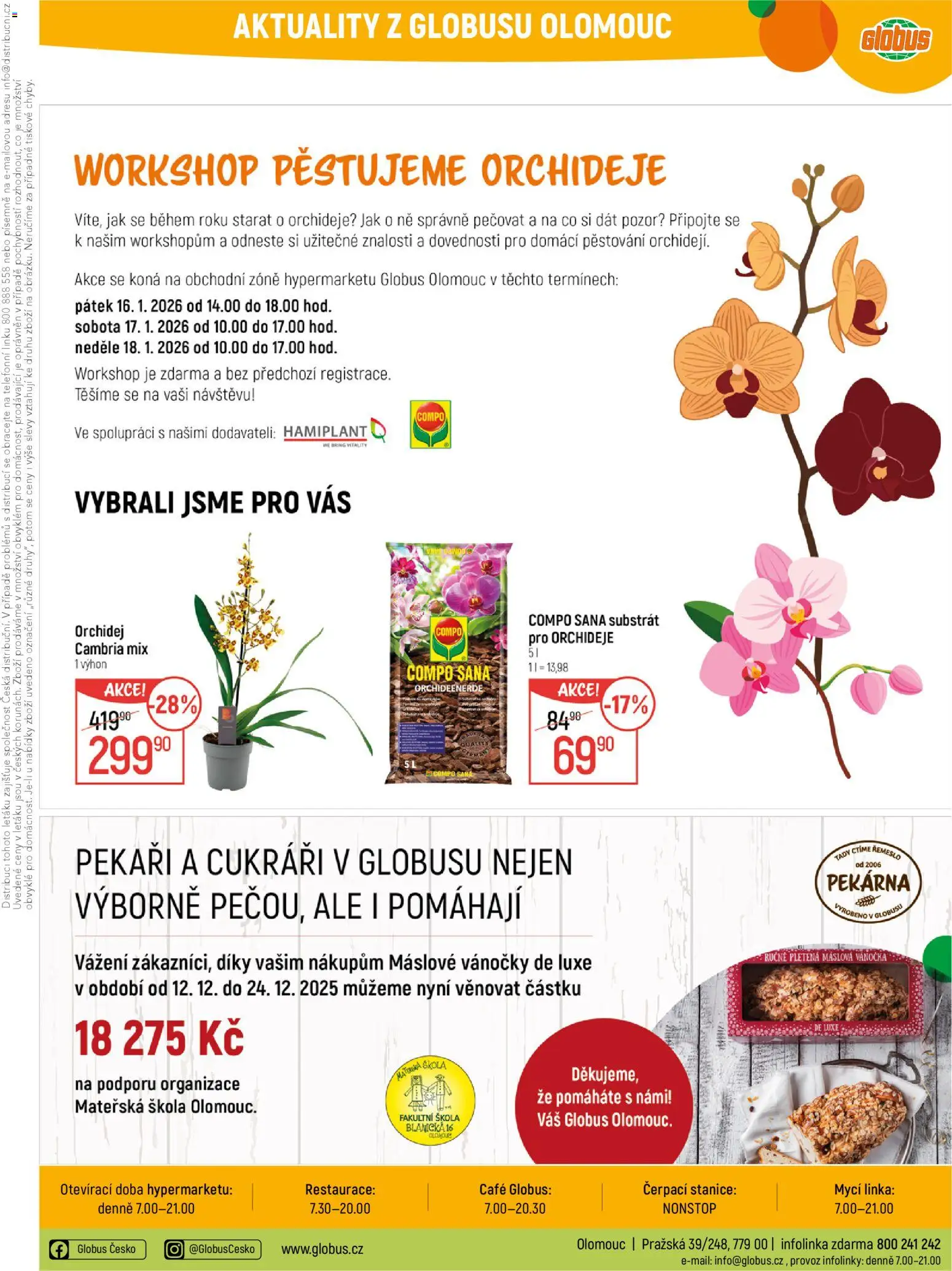 Globus leták - Olomouc od 14.01.2026 | Strana: 36 | Produkty: Globus, Orchidej, Substrát, Vánočka