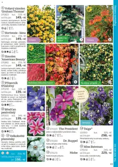 Starkl katalog podzim 2025 od 01.08.2025 | Strana: 43 | Produkty: Ohňostroj, Rostliny