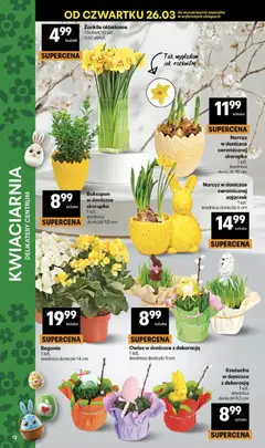 Pogląd oferty "Delikatesy Centrum gazetka" - ważna od 26.03.2026 | Strona: 12 | Produkty: Rzeżucha, Delikatesy, Doniczki
