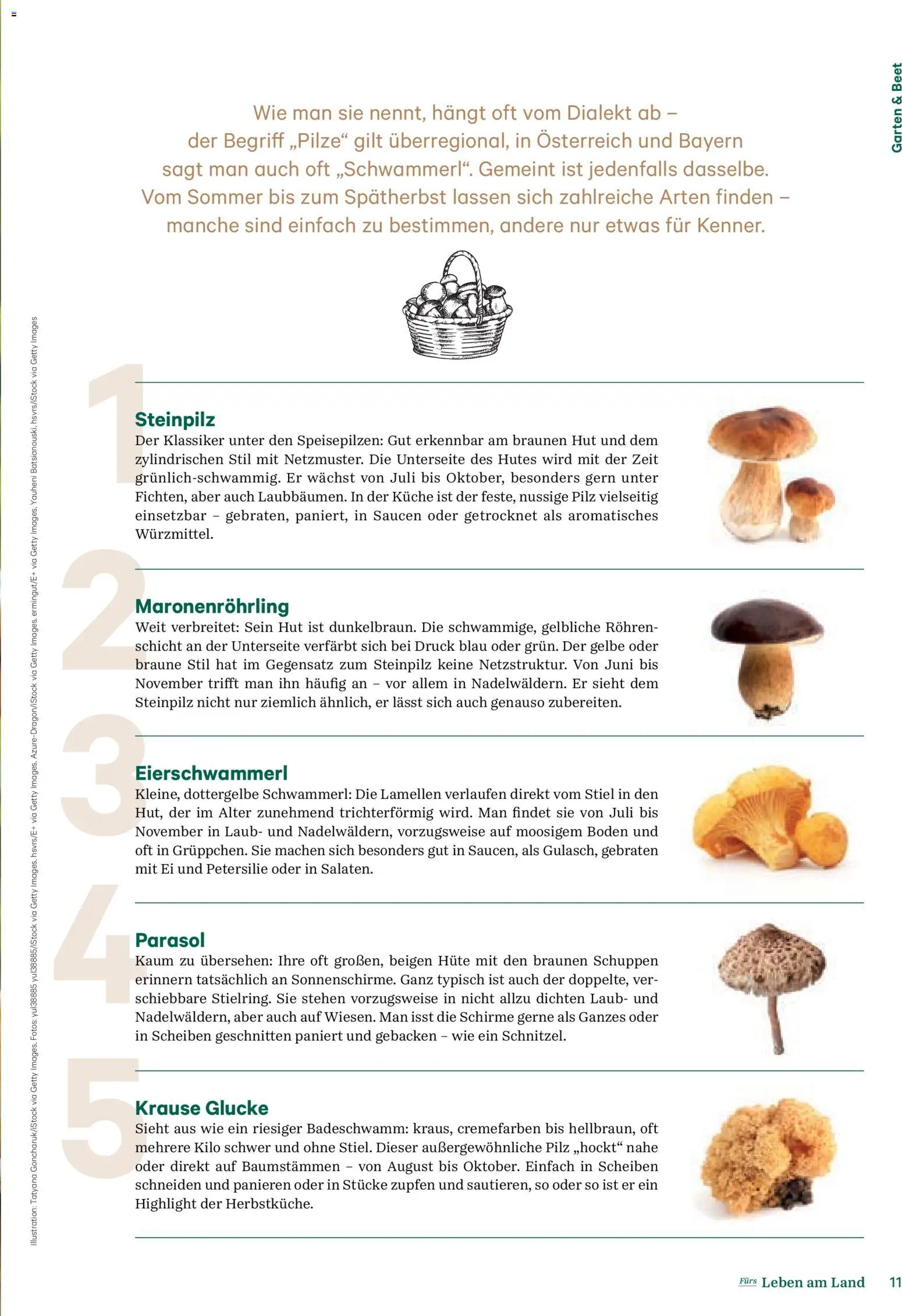 Lagerhaus Fürs Leben am Land gültig ab 01.11.2025 | Seite: 11 | Produkte: Hut, Petersilie