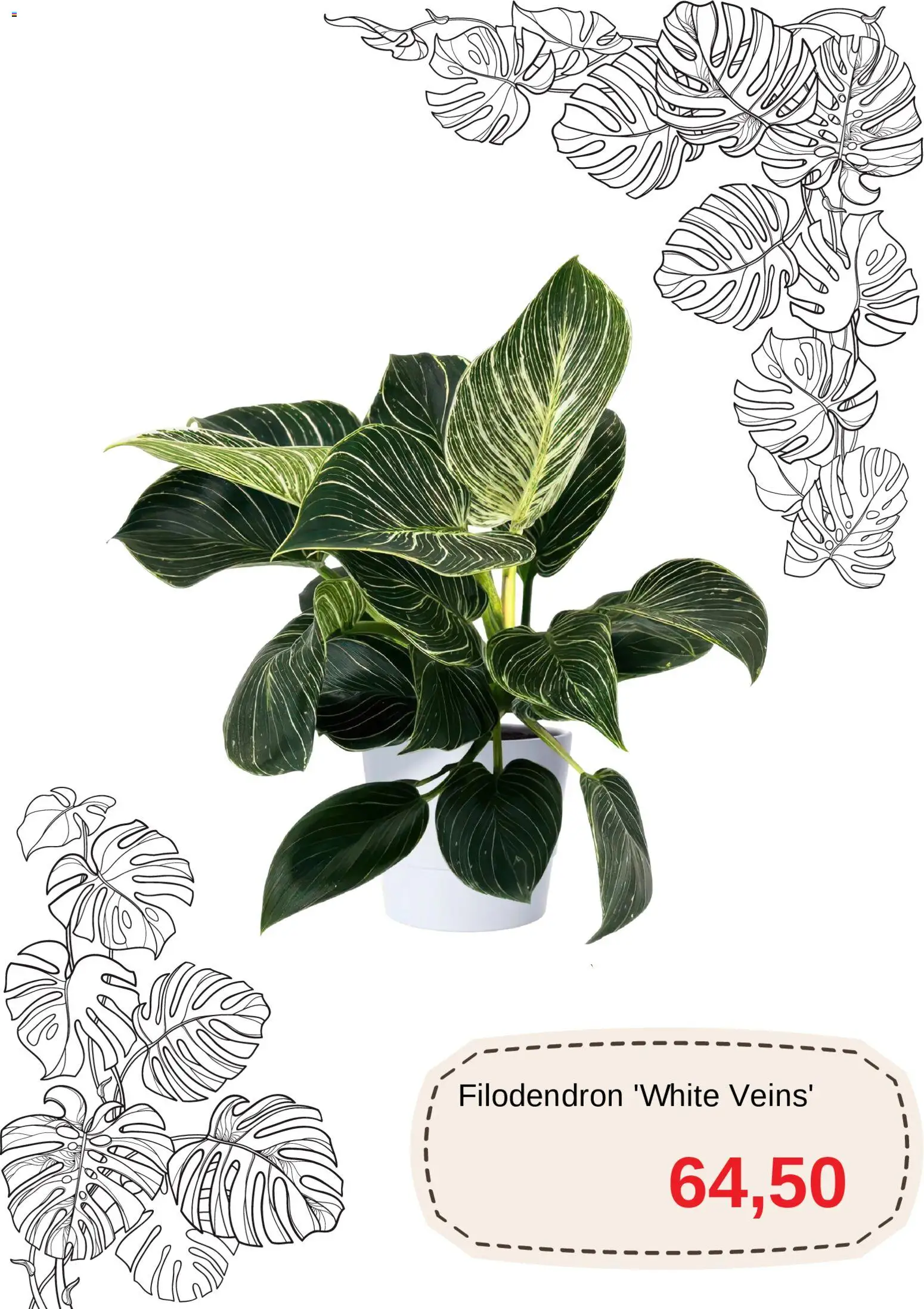 Blomsterlandet reklamblad aktuell från 15.01.2026 | Sida: 10