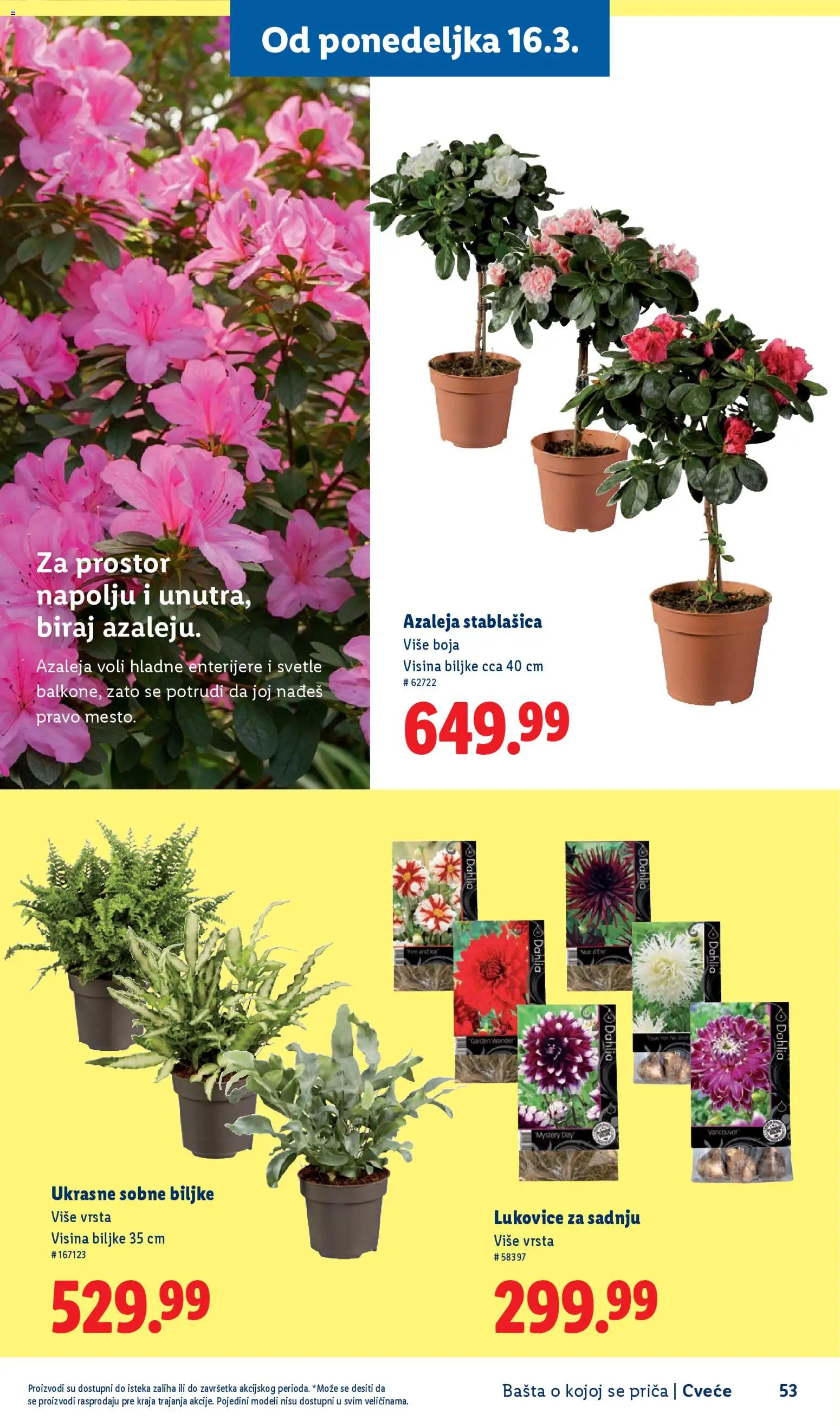 Lidl katalog - važi od 26.02.2026 | Strana: 53 | Proizvode: Sobne biljke, Cvece