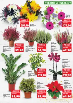 Náhled letáku Kytice Halloween, 1 svazek od 29.10.2025 | Strana: 11