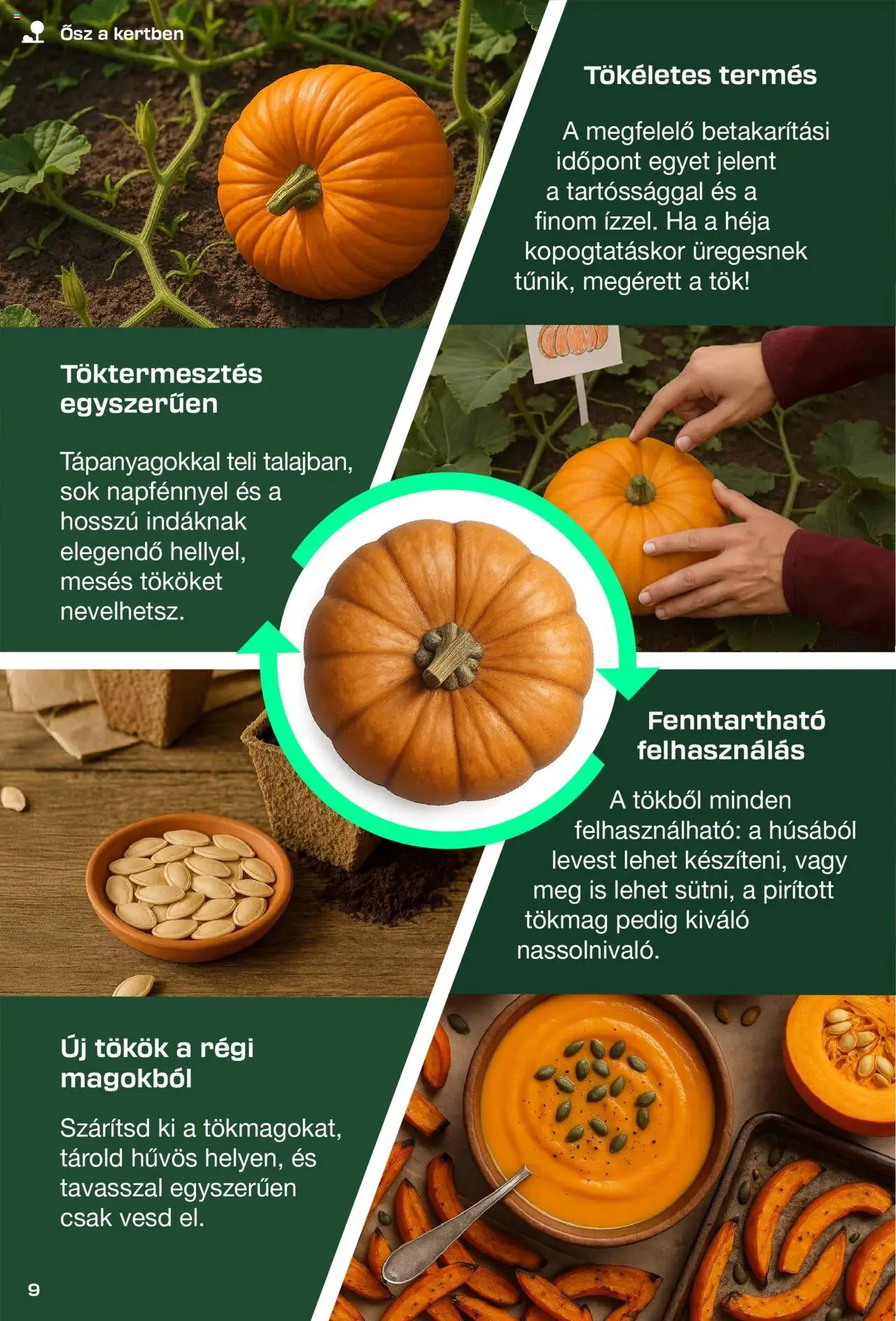 Lidl akciós ujság - amely érvényes a következő dátumtól: 26.08.2025 | Oldal: 9 | Termékek: Tökmag, Tök