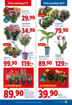 Lidl reklamblad aktuell från 07.07.2025 | Sida: 20 | Produkter: Lavendel