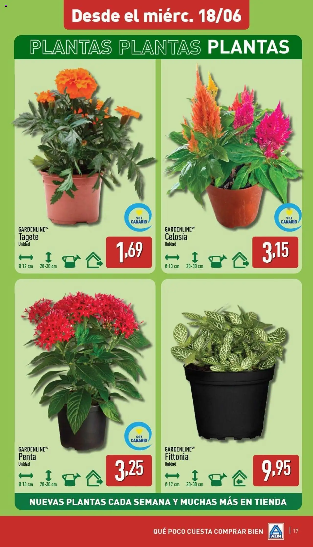 Aldi folleto Canarias │ válido desde el 16.06.2025 | Página: 17