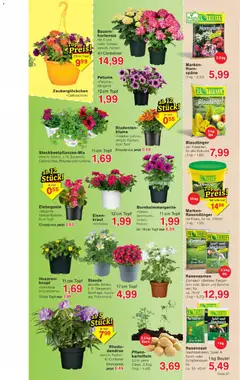 Wiglo Wunderland Prospekt ab 13.04.2026 gültig | Seite: 11 | Produkte: Spiel, Hortensie, Kartoffeln, Kraut