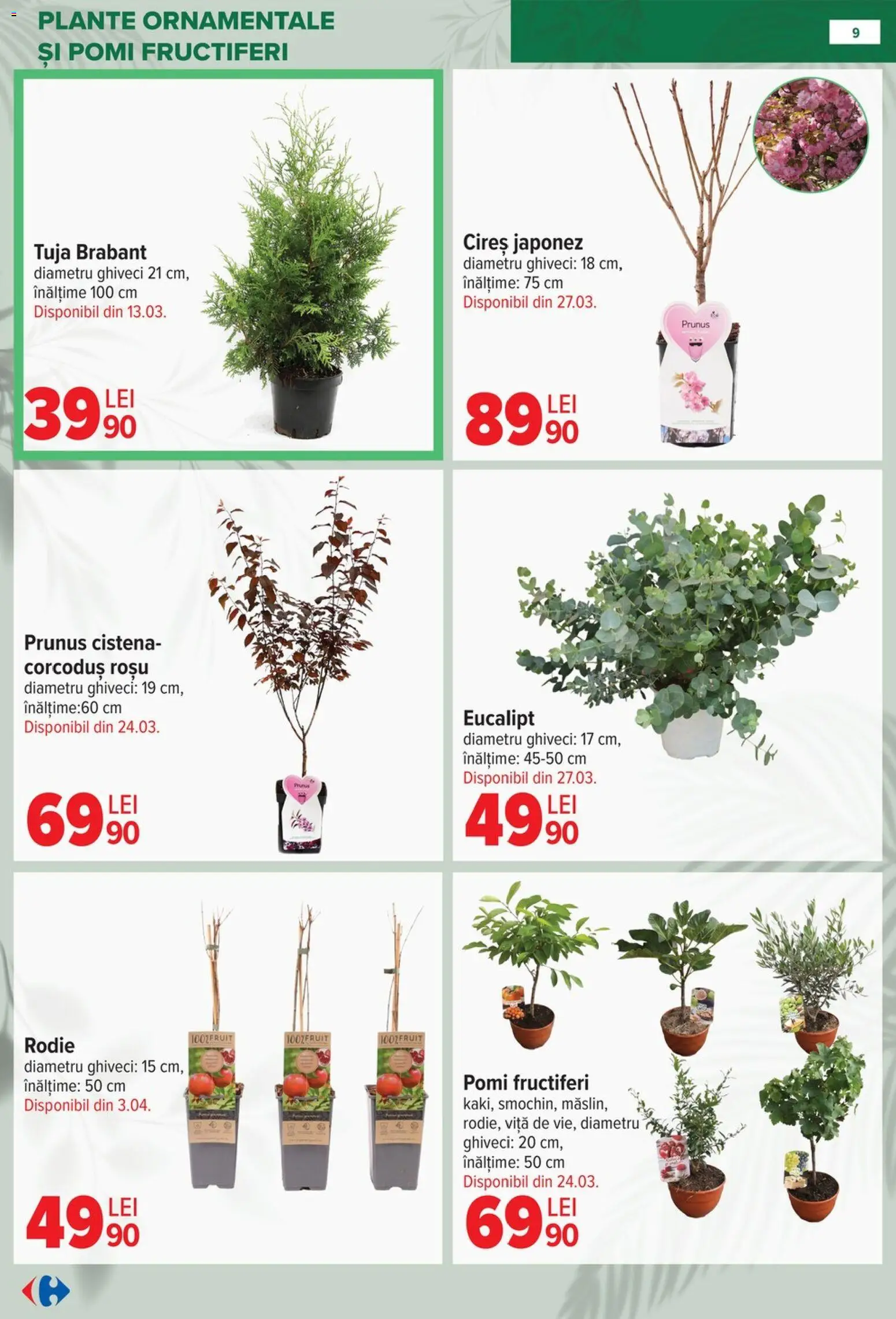 Noul catalog Carrefour – valabil de la 11.02.2026 | Pagină: 9 | Produse: Ghiveci