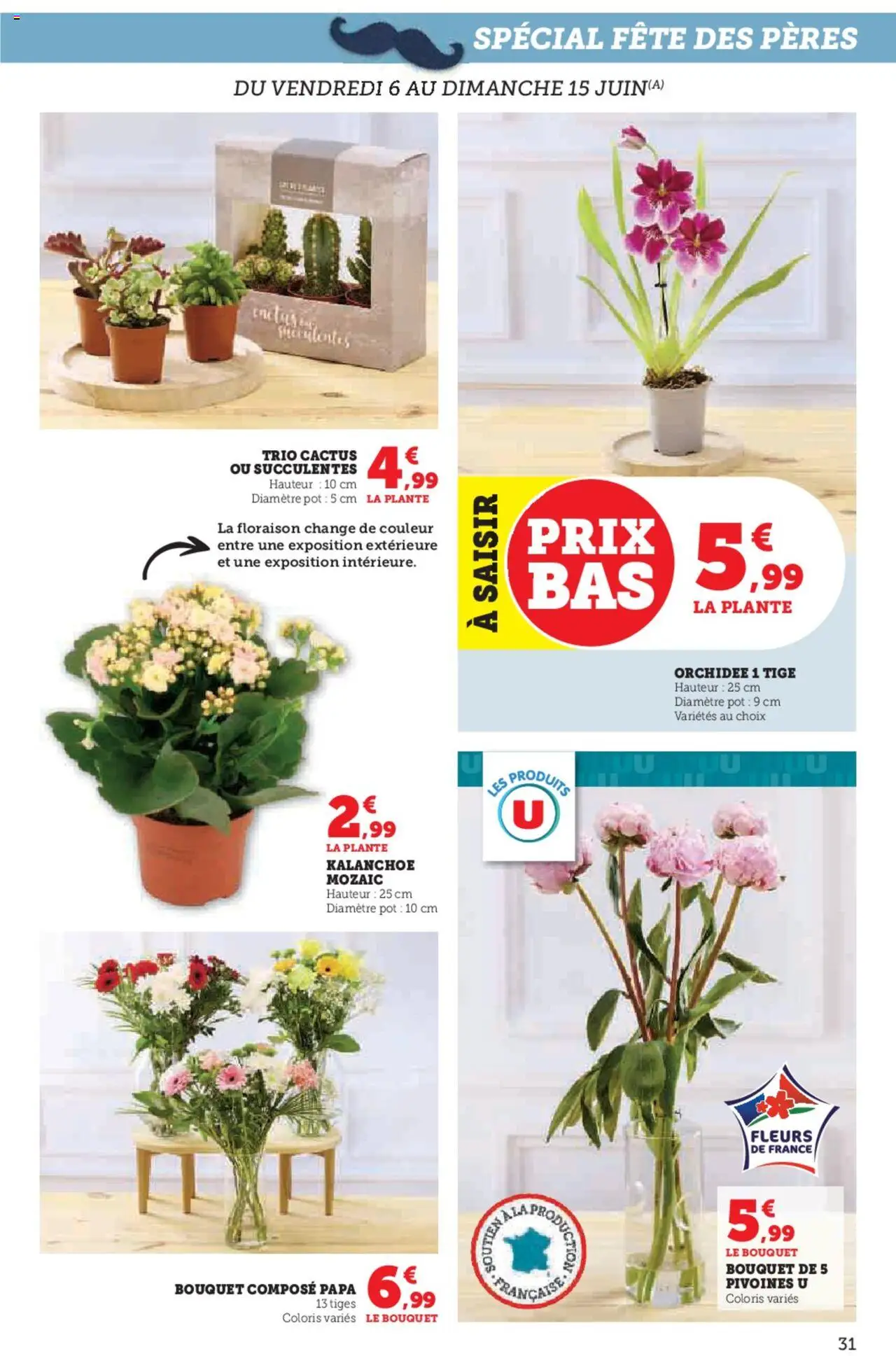  | Page: 31 | Produits: Orchidée