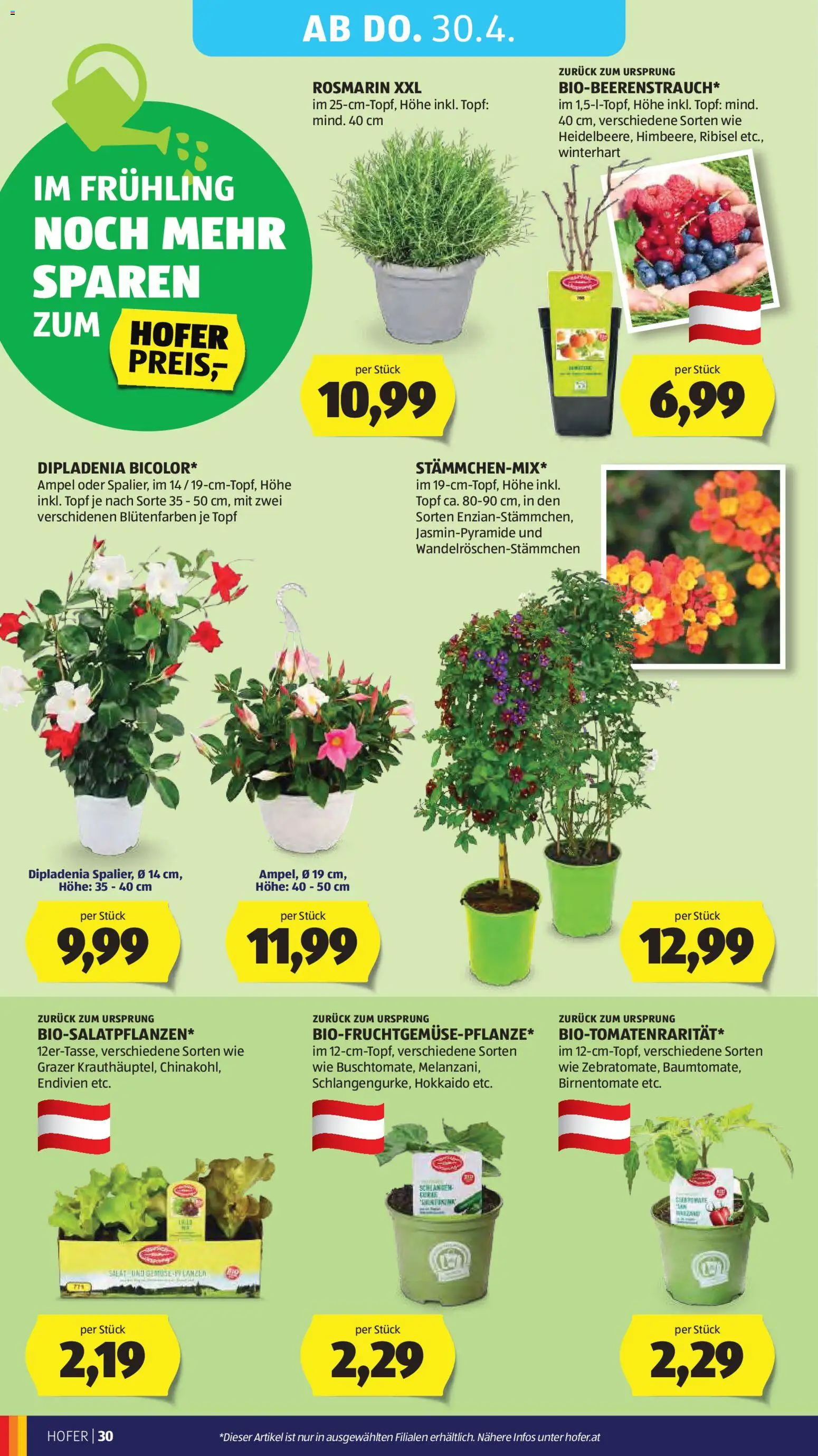 Hofer Flugblatt gültig ab 22.04.2026 | Seite: 34 | Produkte: Salat, Gemüse
