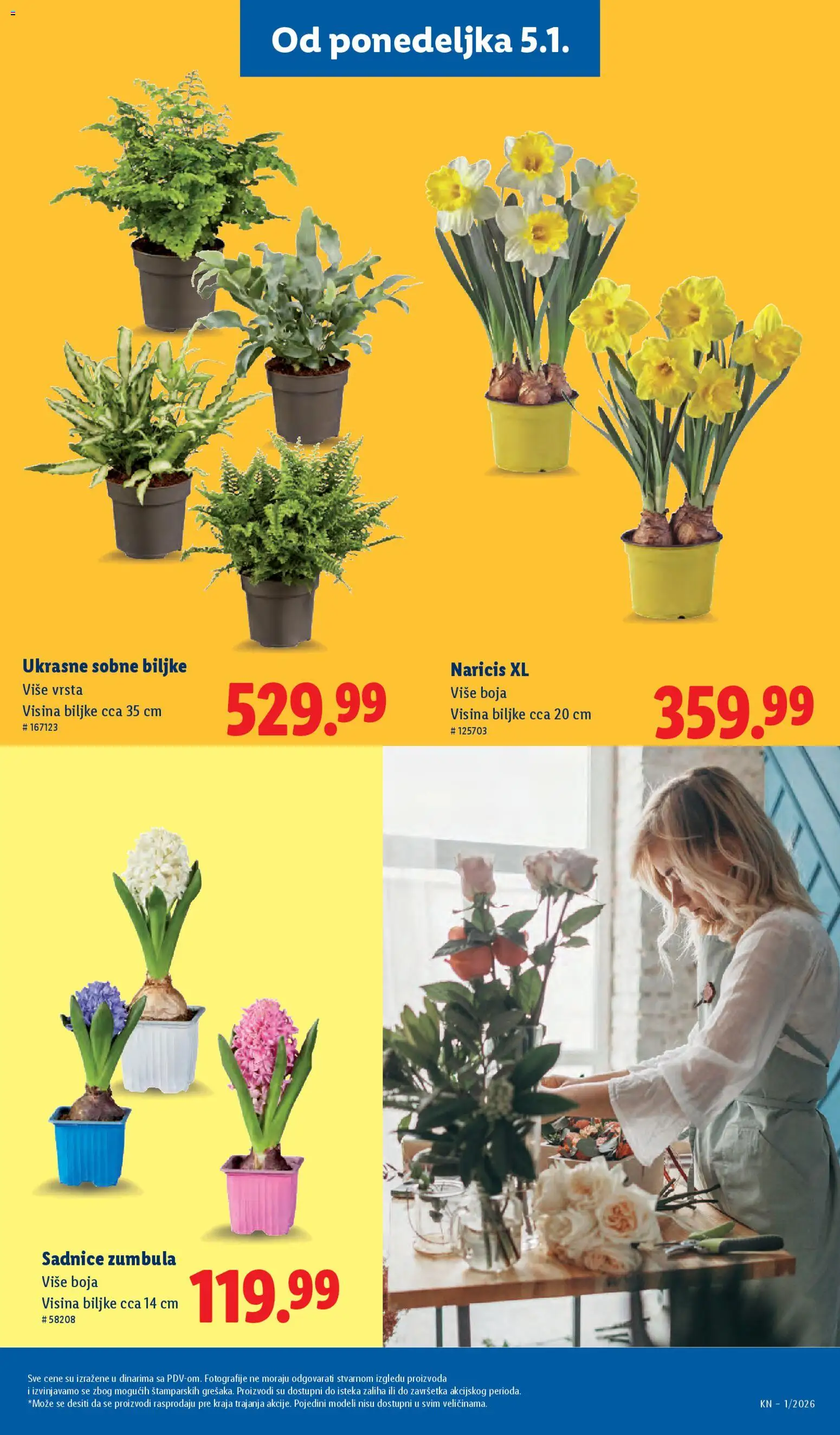 Lidl katalog - važi od 02.01.2026 | Strana: 55 | Proizvode: Sobne biljke